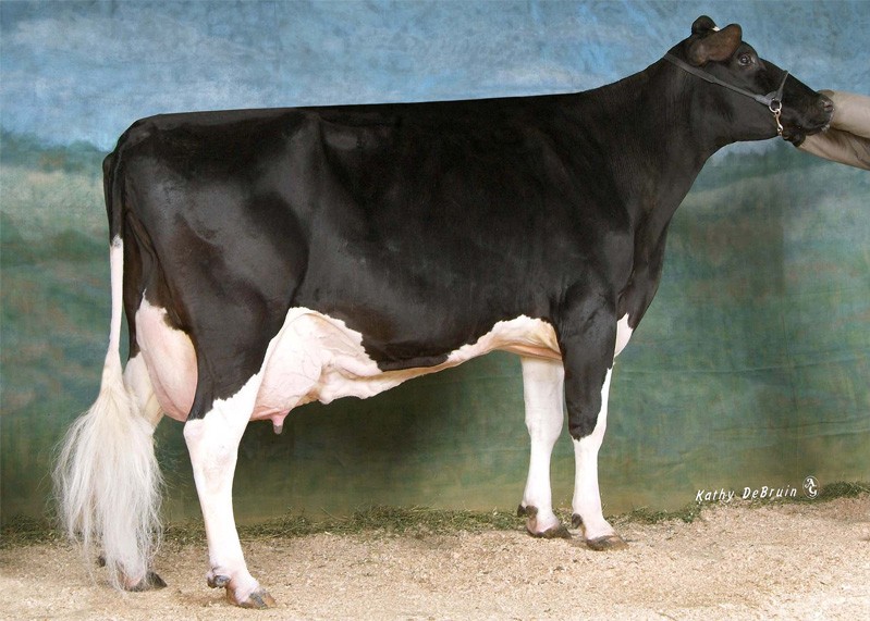 Markwell Outside Finesse-ET EX-90 DOM, 8th Dam of Madden