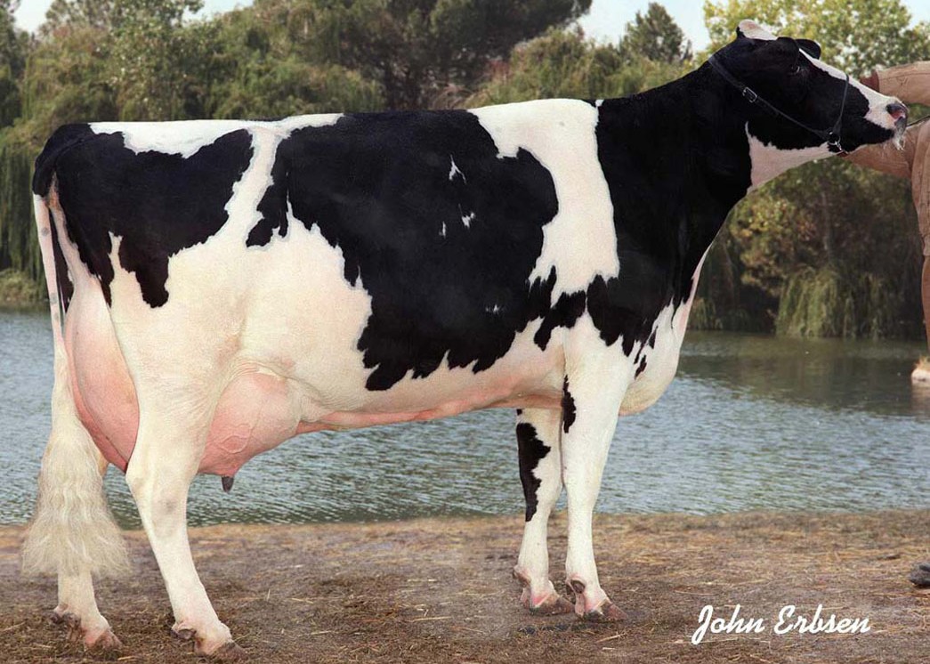 Kerndtway Bstar Dime-ET EX-90 GMD DOM, 9th Dam of Mainline