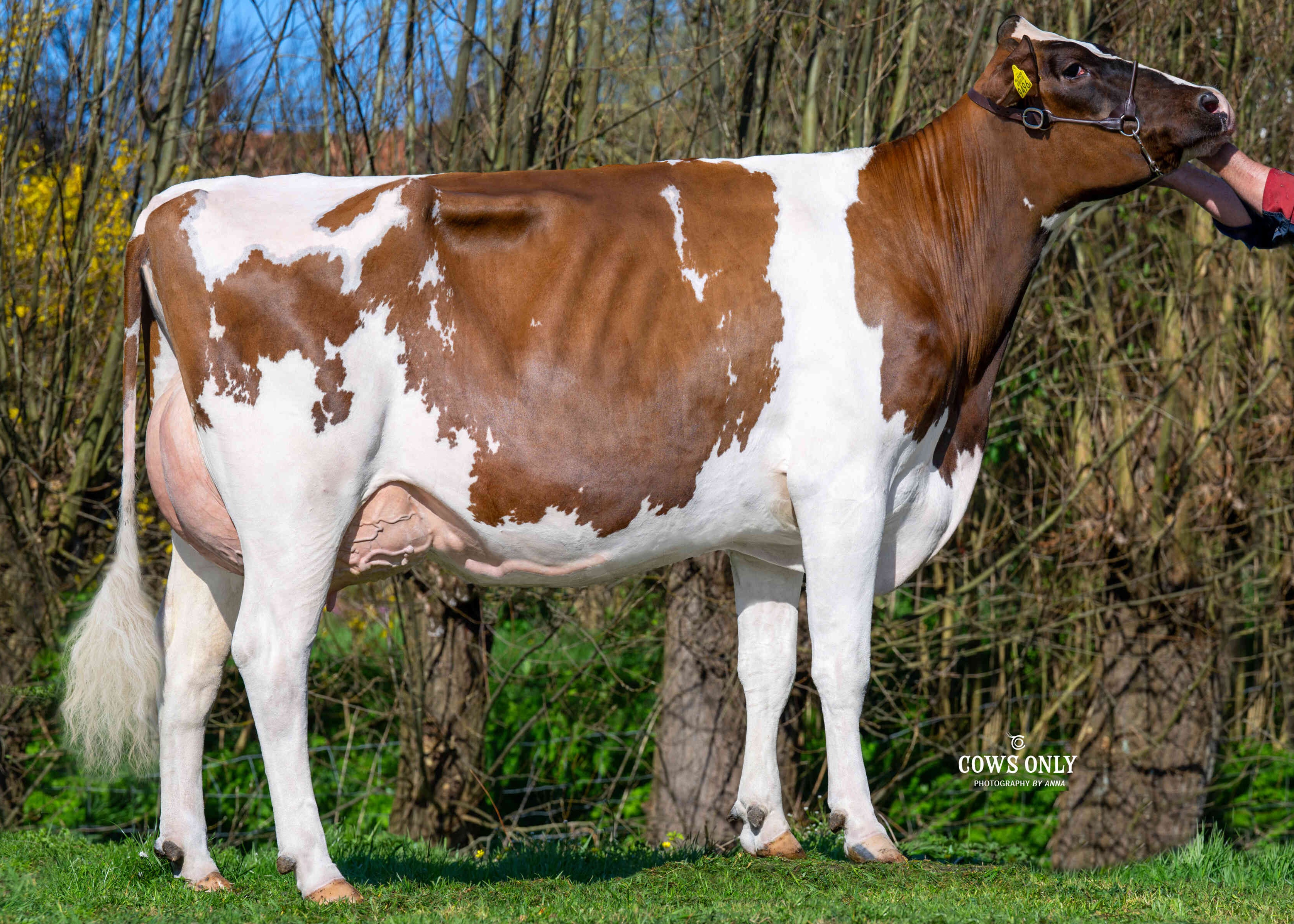 Mariska 92 (v: Orange PP, 2e kalfs) eig.: J.J. & B. Oosthoek, Schipluiden