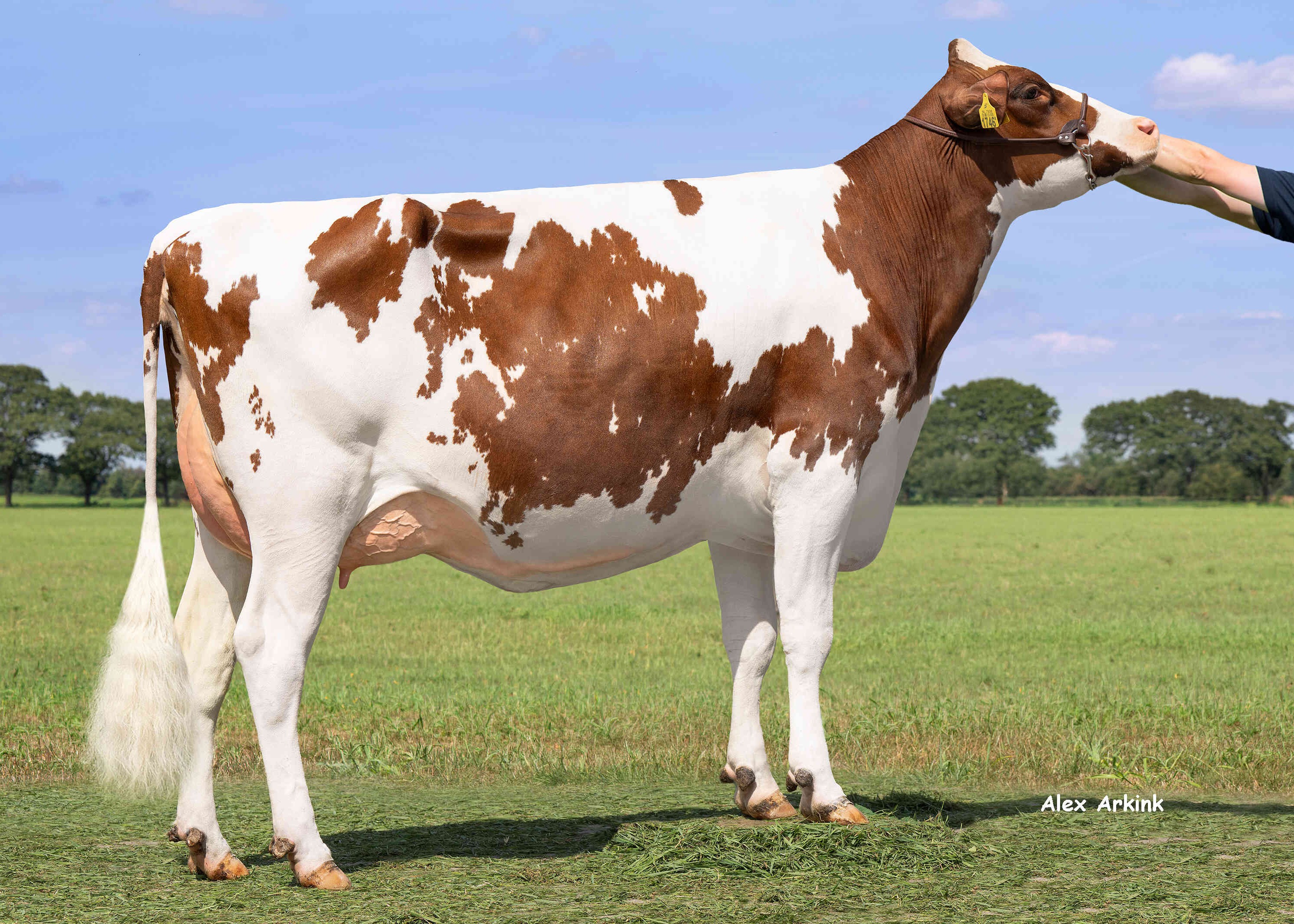 Sanderij Bo Angel 2p (v: Primetime PP)  eig.: Mts A.H.J. & J.J.W. & E.G.A. & M.G.B. Ensink-Sonder, Winterswijk Meddo