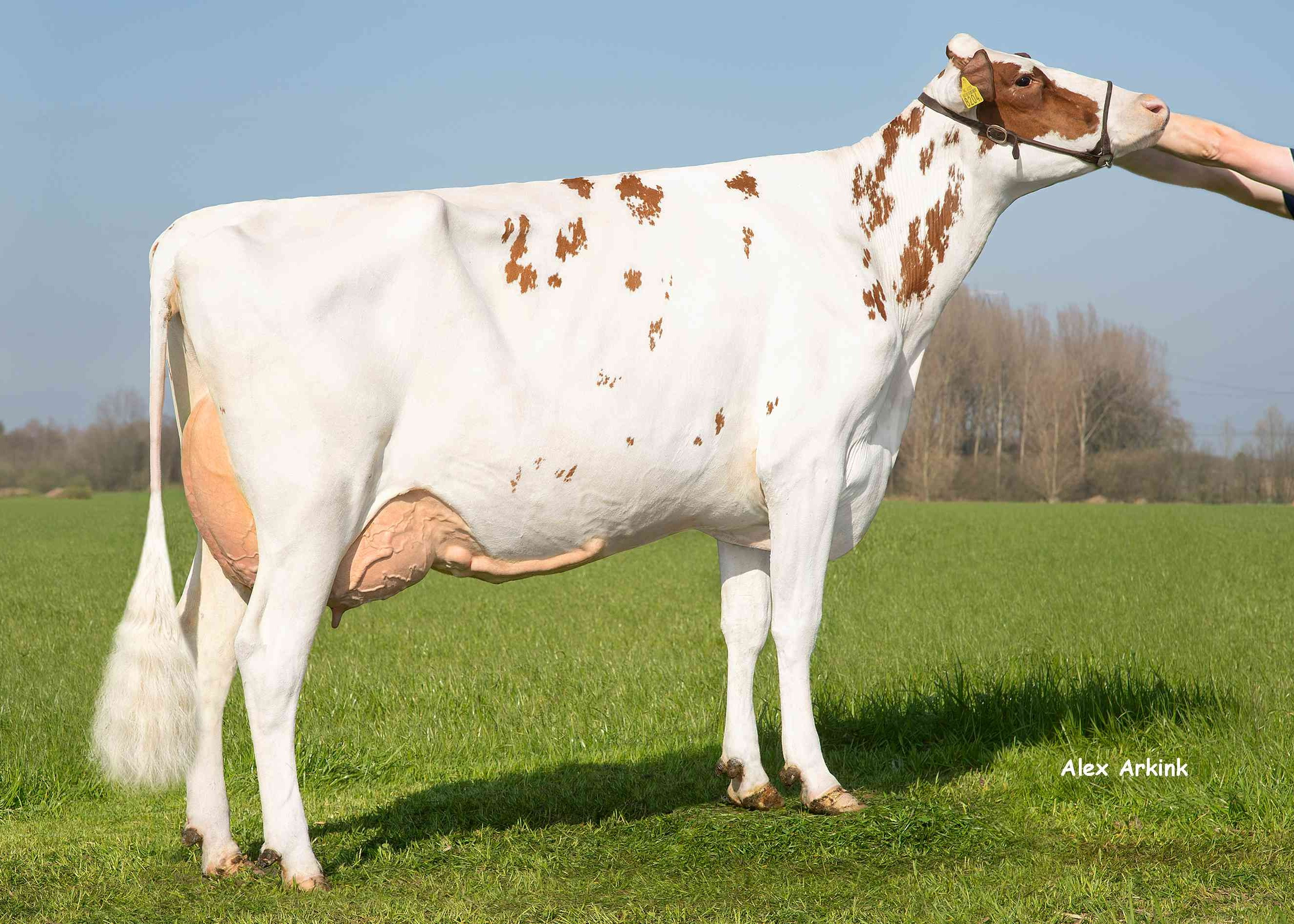 Barendonk Wilma 459 (v: Altitude)  eig.: Barendonk Holsteins VOF, Beers Nb