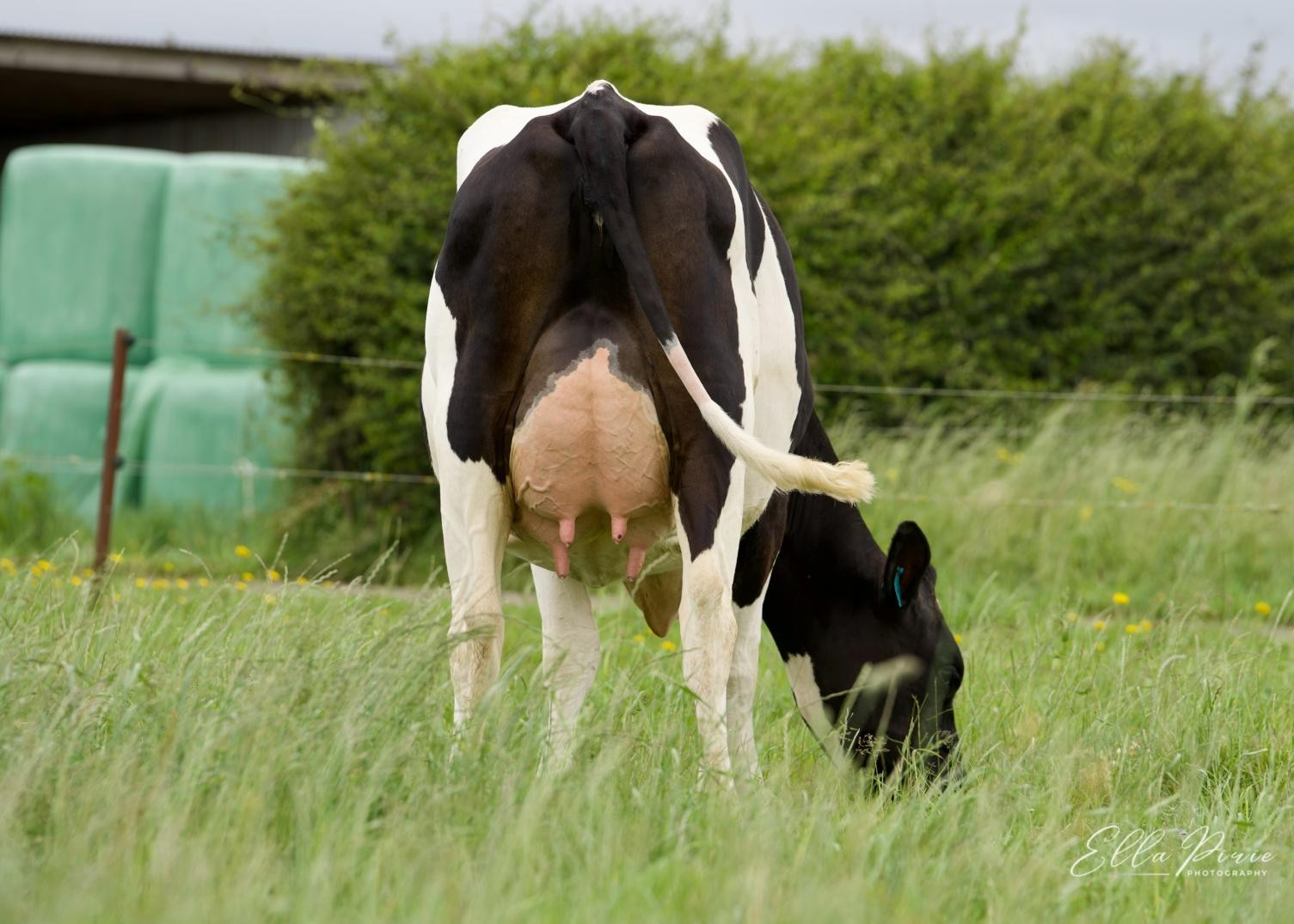 Daughter: # 142 WA & LG Taylor, Taranaki