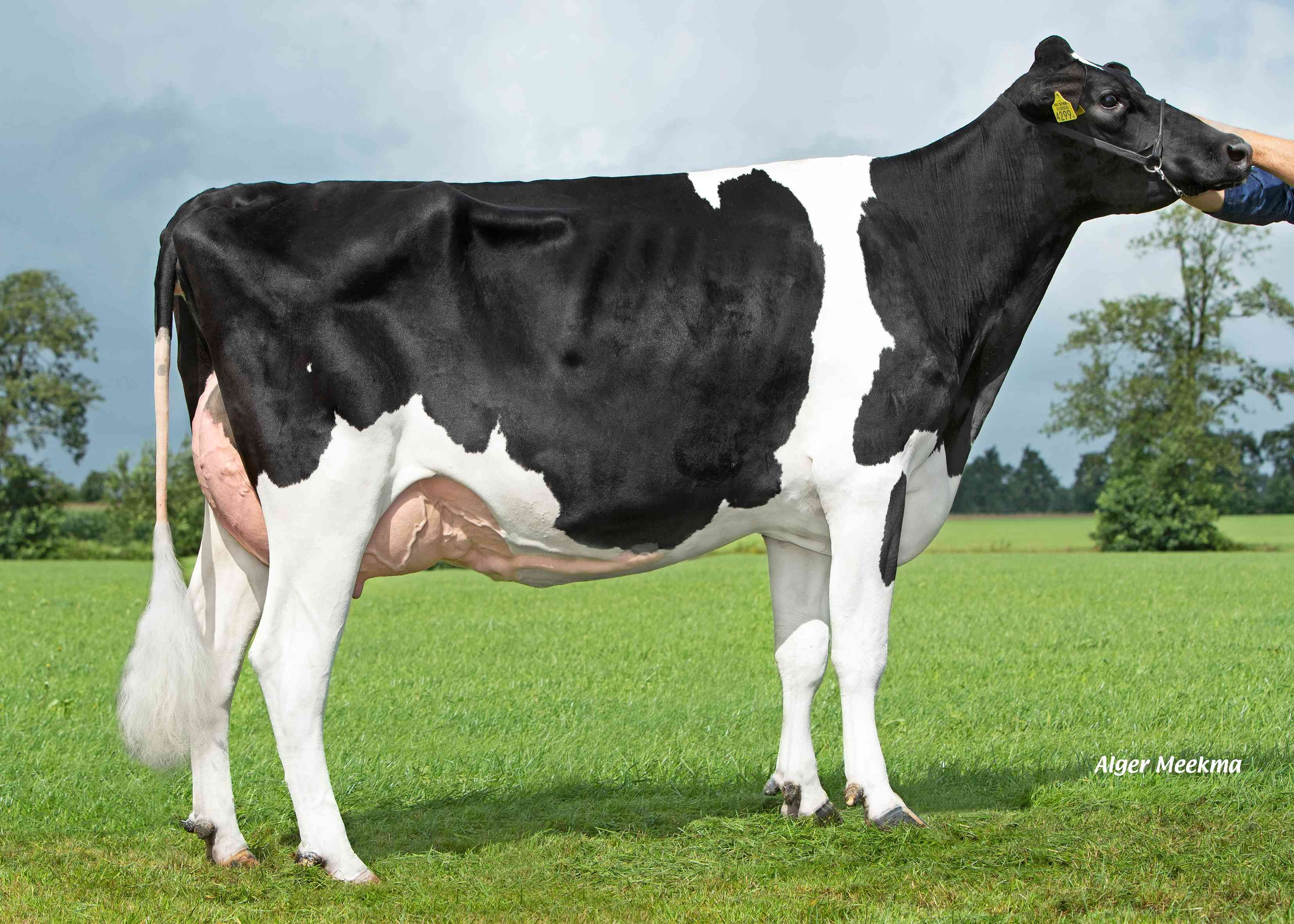 Weinterper Zwaantje 532 (dam of Wodan) owner: Melkveehouderij Faber Maatschap, Wijnjewoude
