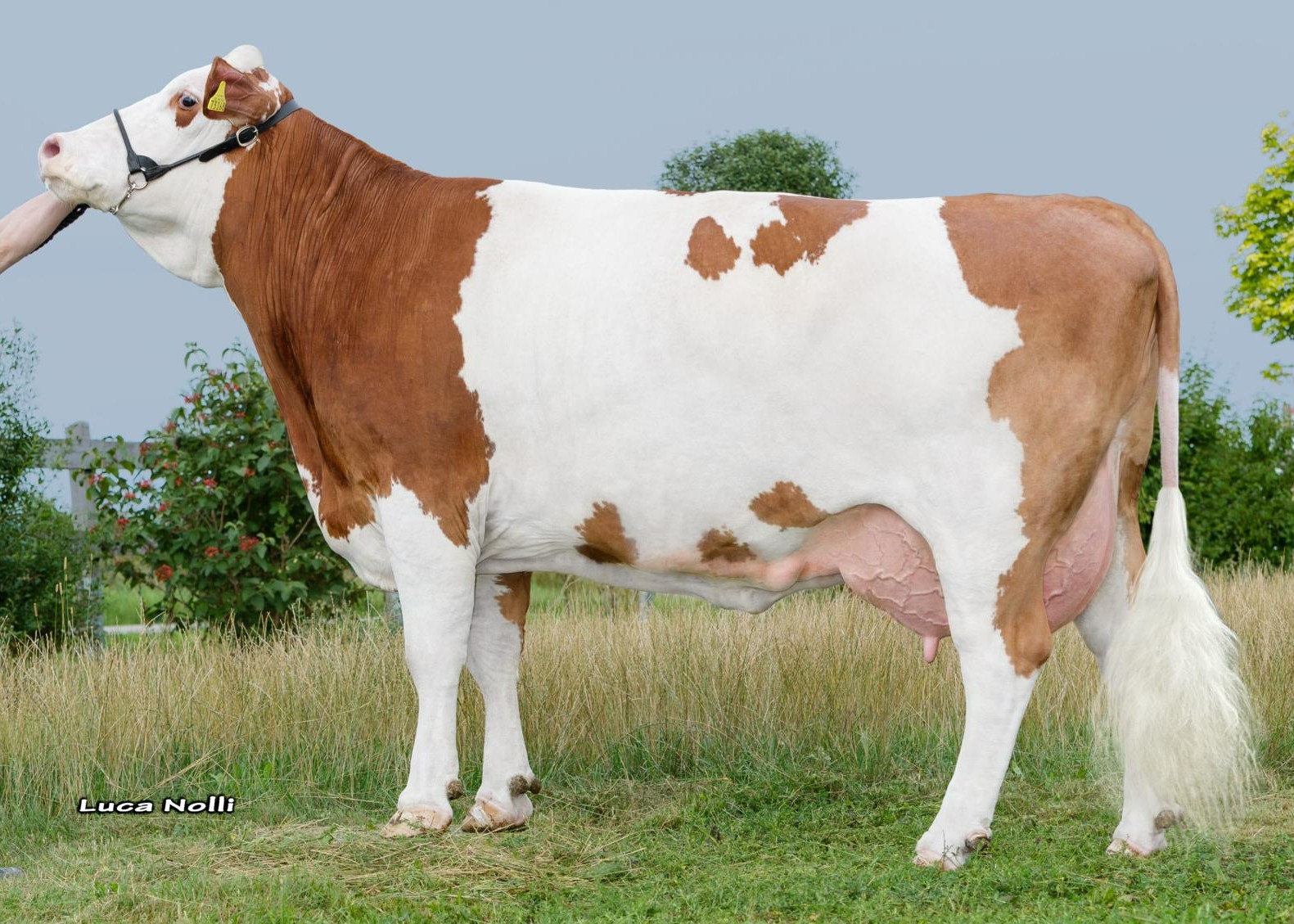 Lamera, granddam of Wulan, 1st calf Schuerer-Hammon GbR, Oettingen