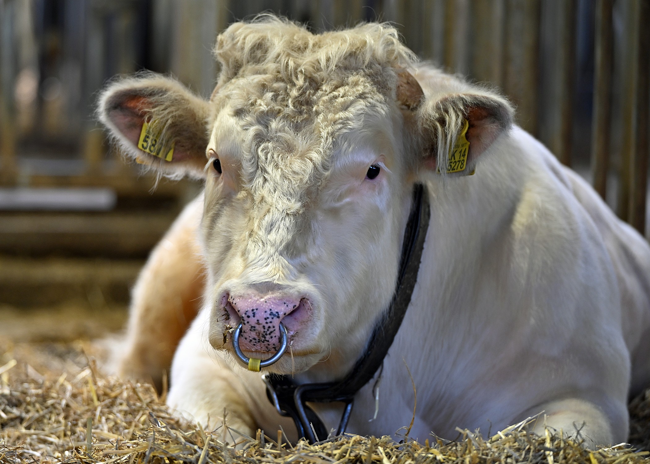 BBG Elk 14 de Boulogne