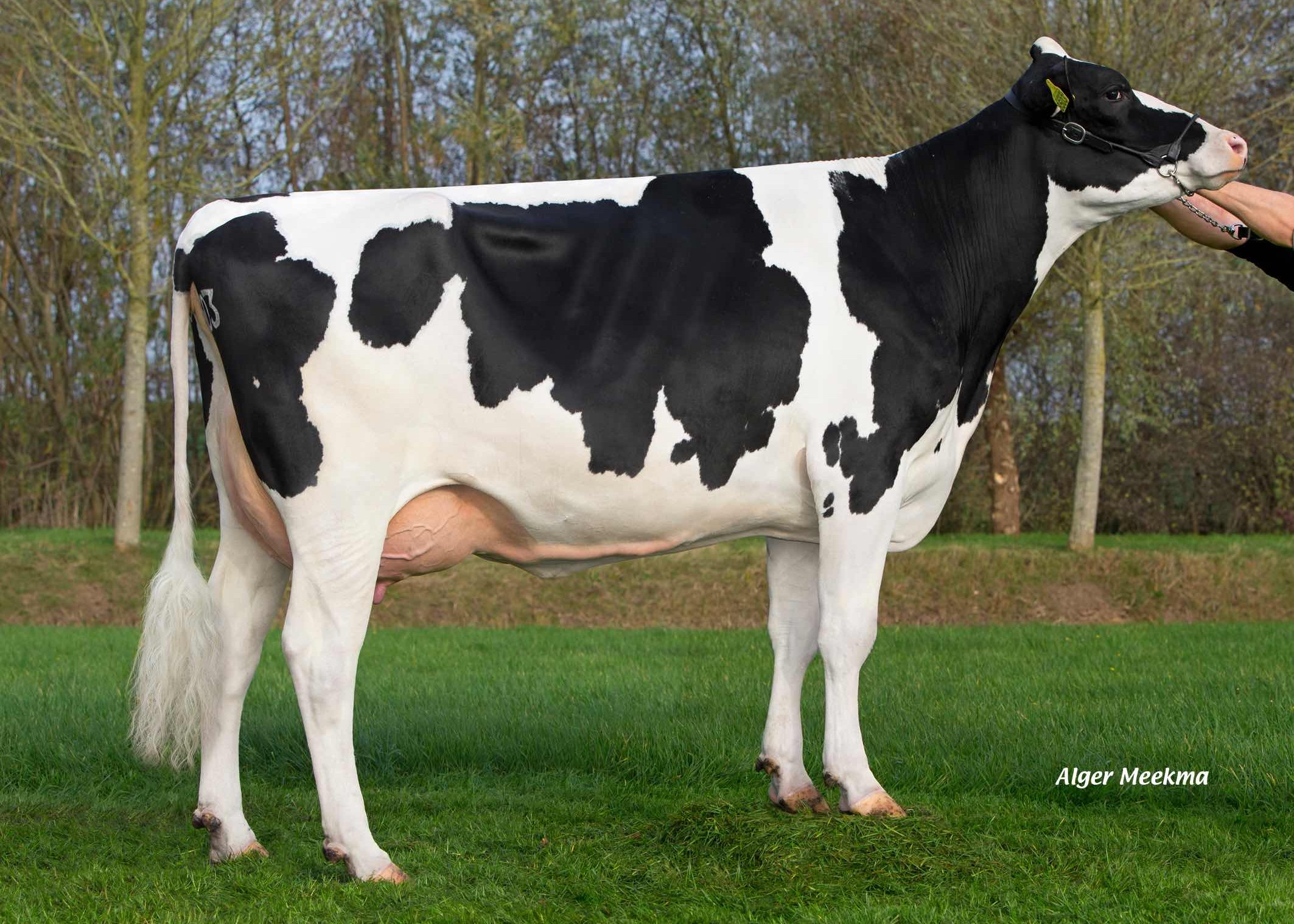 Poppe Fienchen 803 (3rd dam of Freestyle-Red), owner. dairy farm Poppe, Zwolle