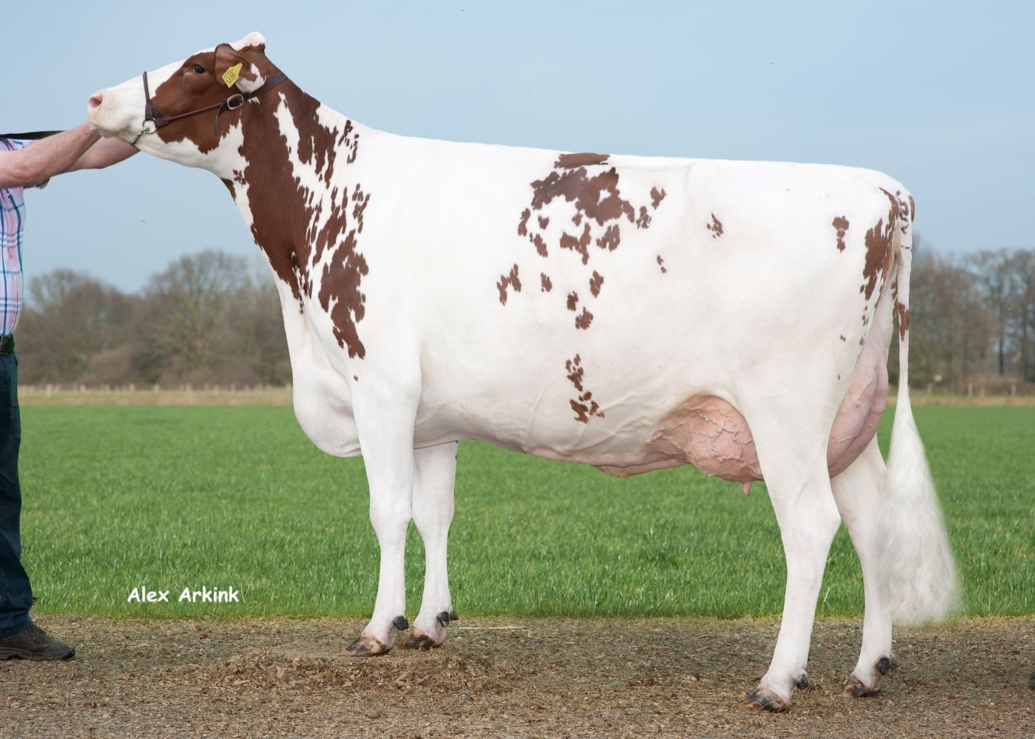 Dn Driehoek Delta Teuntje (3rd dam of Truman) owner: Barendonk Holsteins VOF, Beers