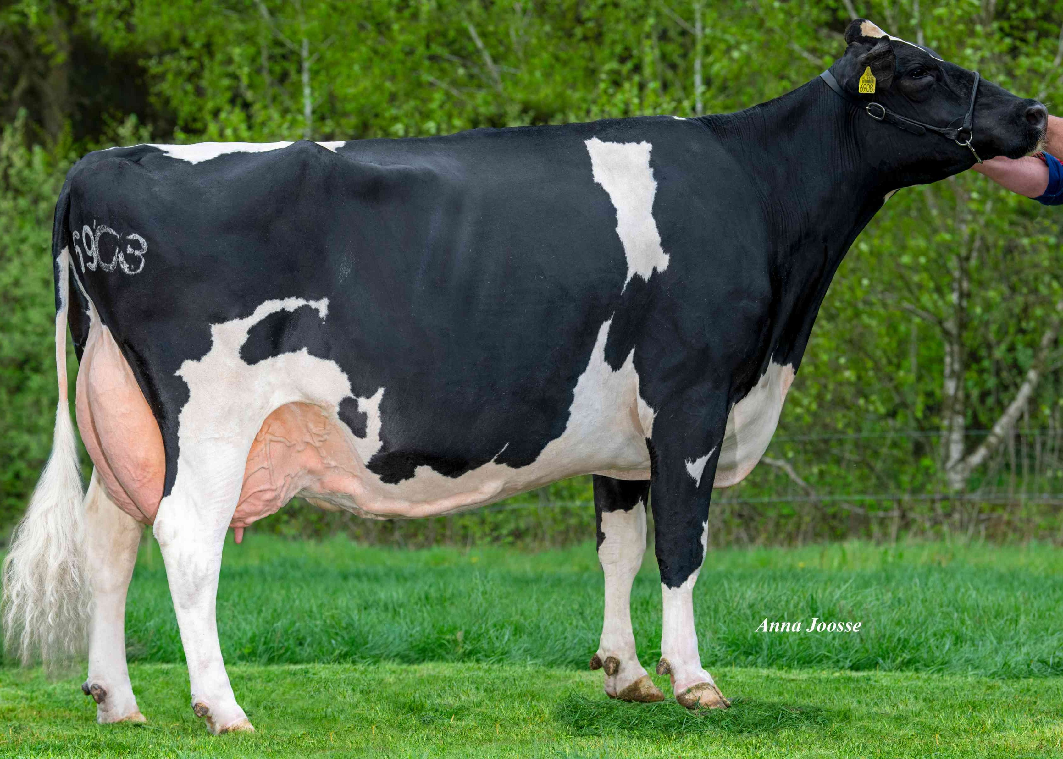 Havep Shine 1 RF (moeder Sparkle-Red) eig.: VP Combi VOF, Hilvarenbeek