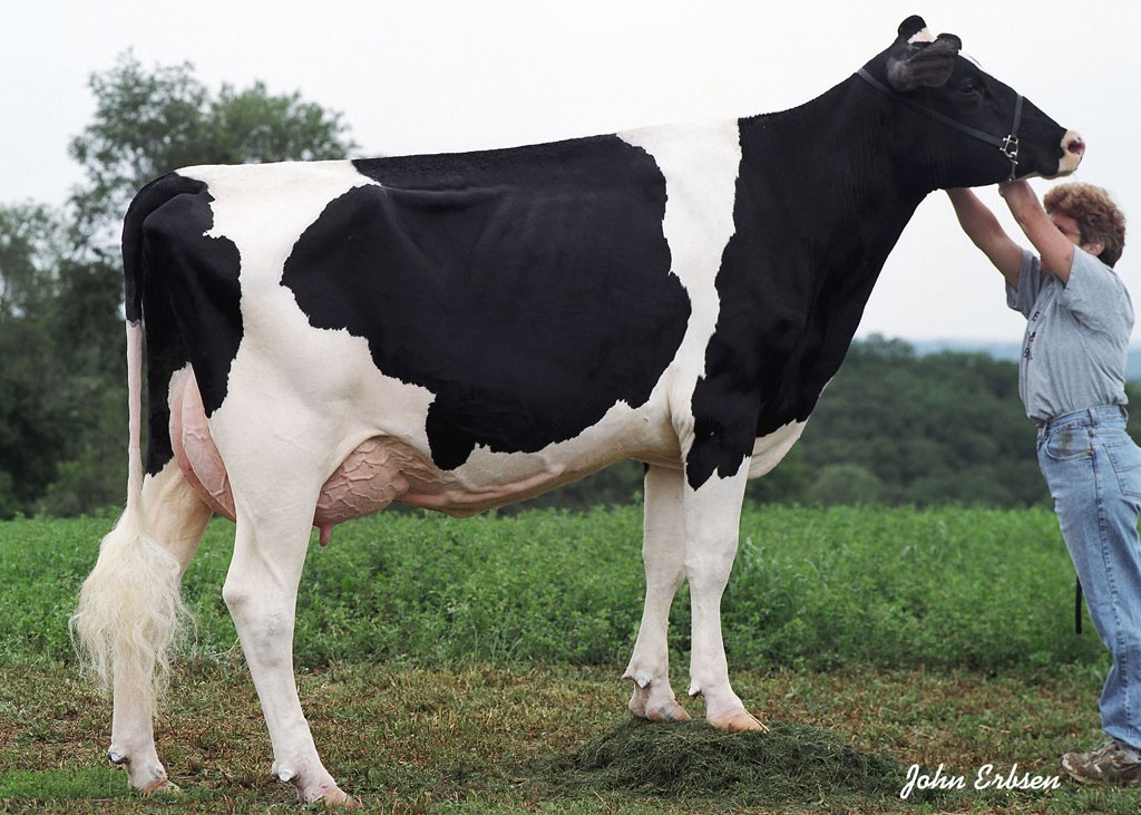 Gbm Durhma BC Annabell EX-90 DOM, 6th Dam of Matos