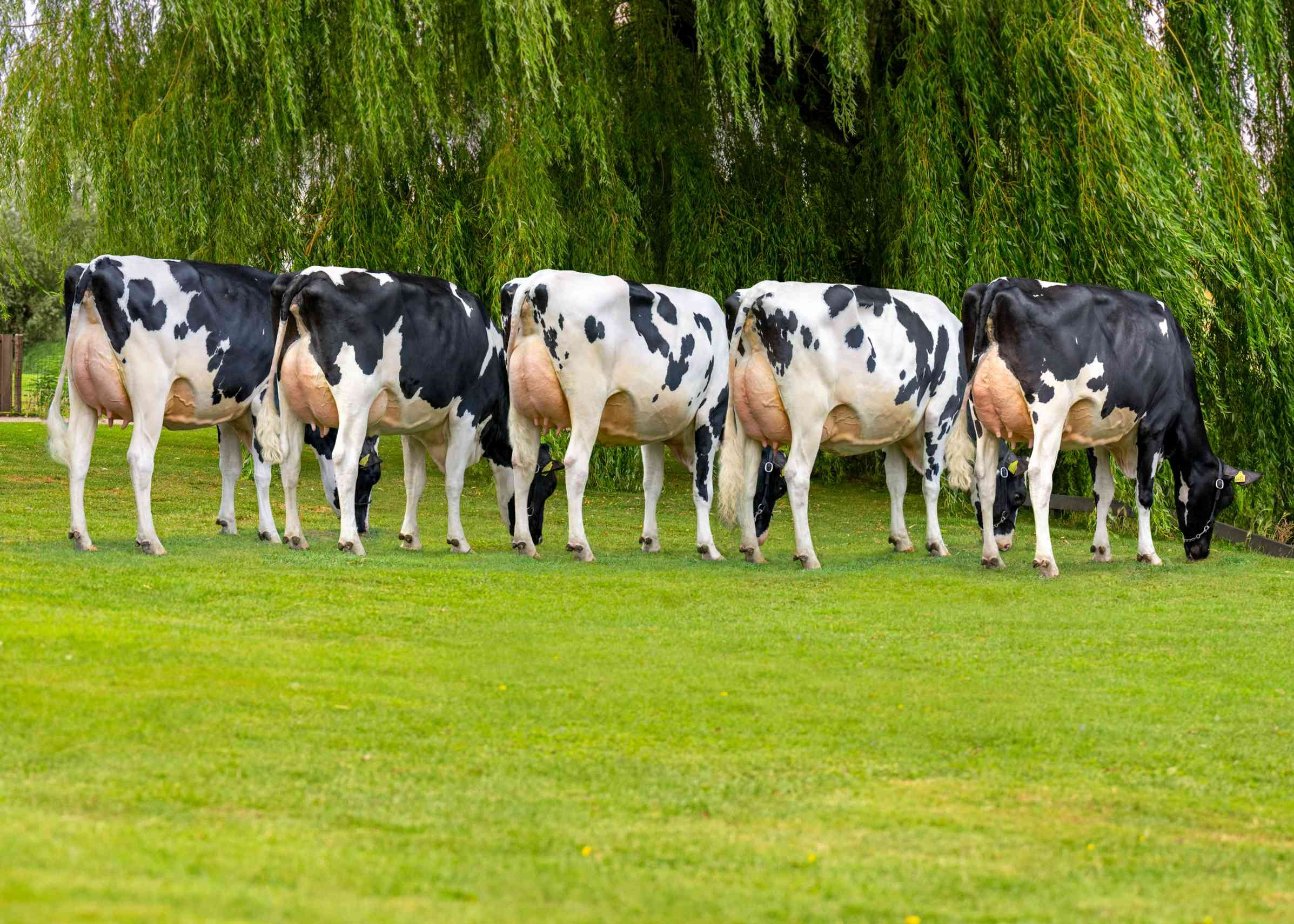 Five full sisters of Fast Lane, owner: Mts J.g. & A.g. Sturkenboom, Schalkwyk (Netherlands)