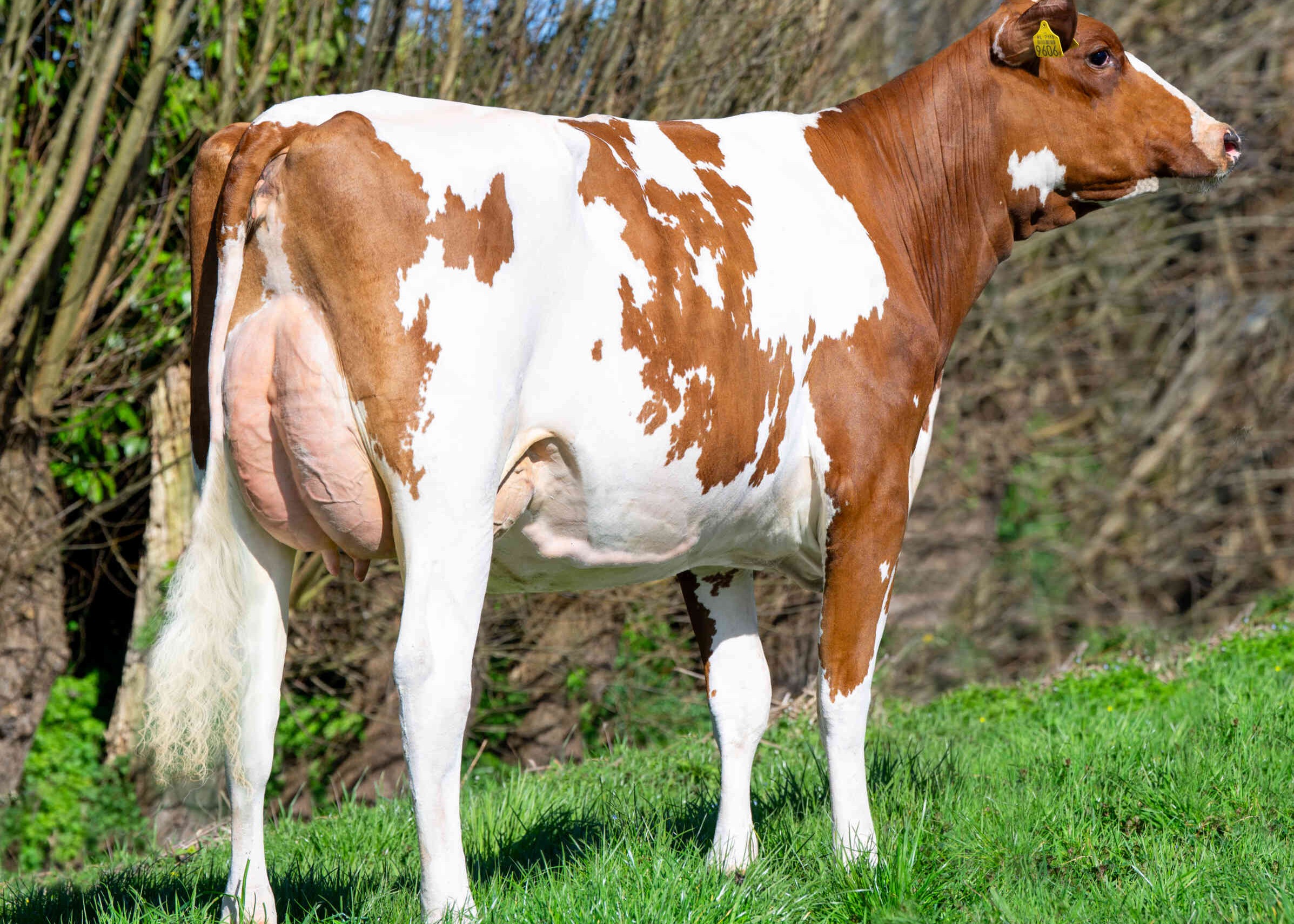 Evelien 179 (s. Emoji P) owner: J.J. & B. Oosthoek, Schipluiden