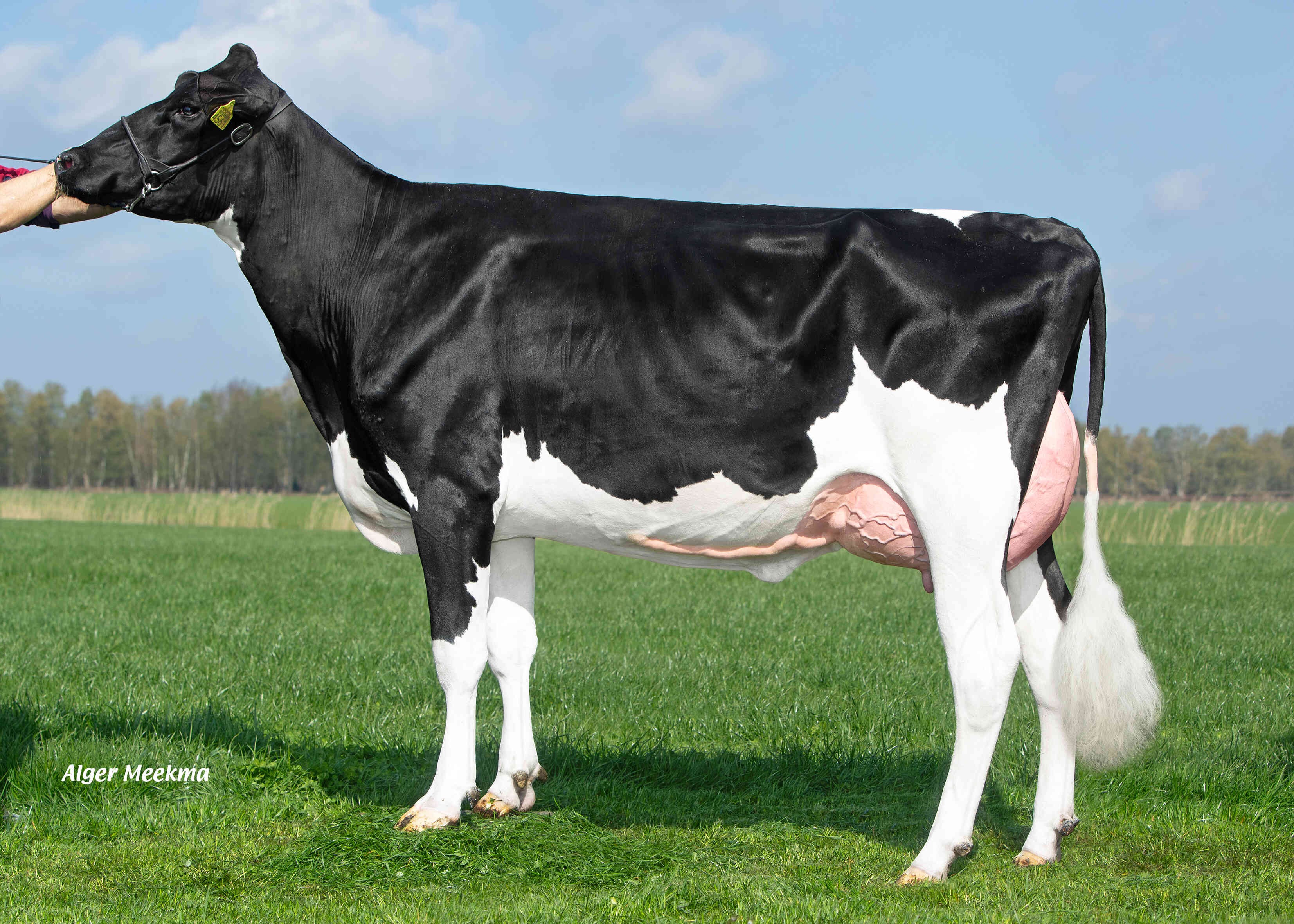 Delta Peanut (dam of Richman PP) owner: K.A.F.M. & L.P.J. Nooijen-Maas, Coevorden