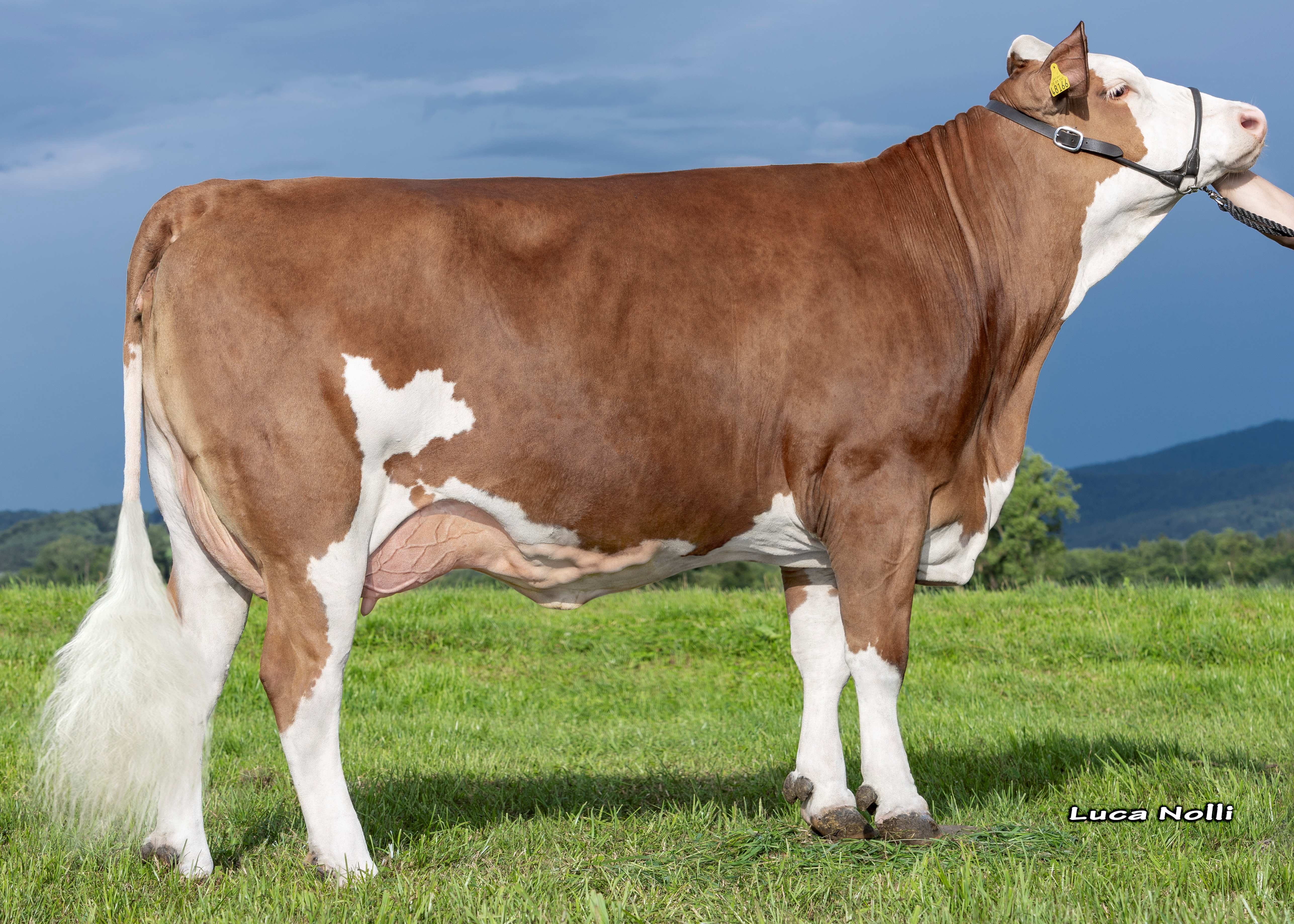 Berger Icebreaker Flocke, Daughter of Icebreaker