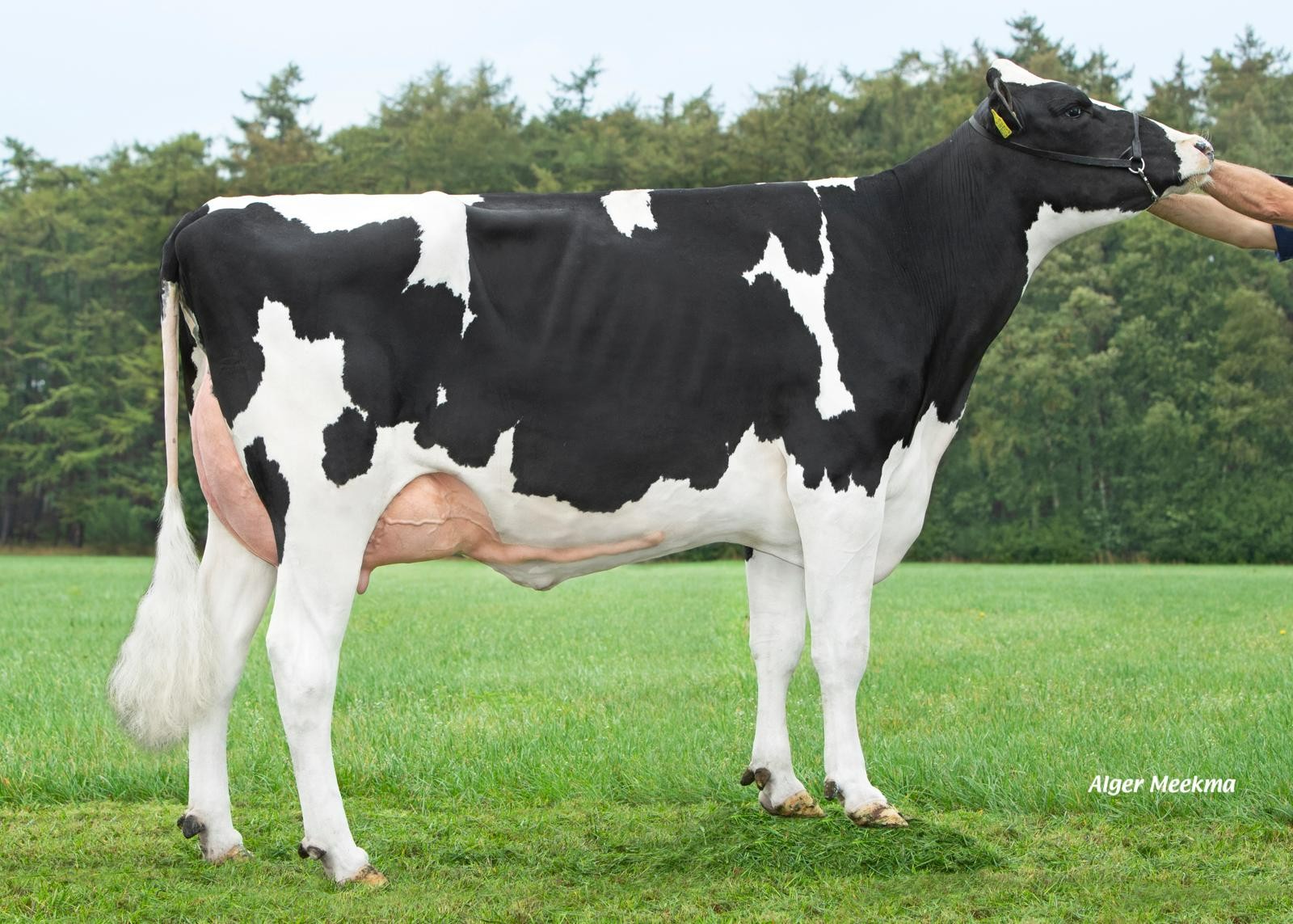 Delta Luena (madre de Cordial)