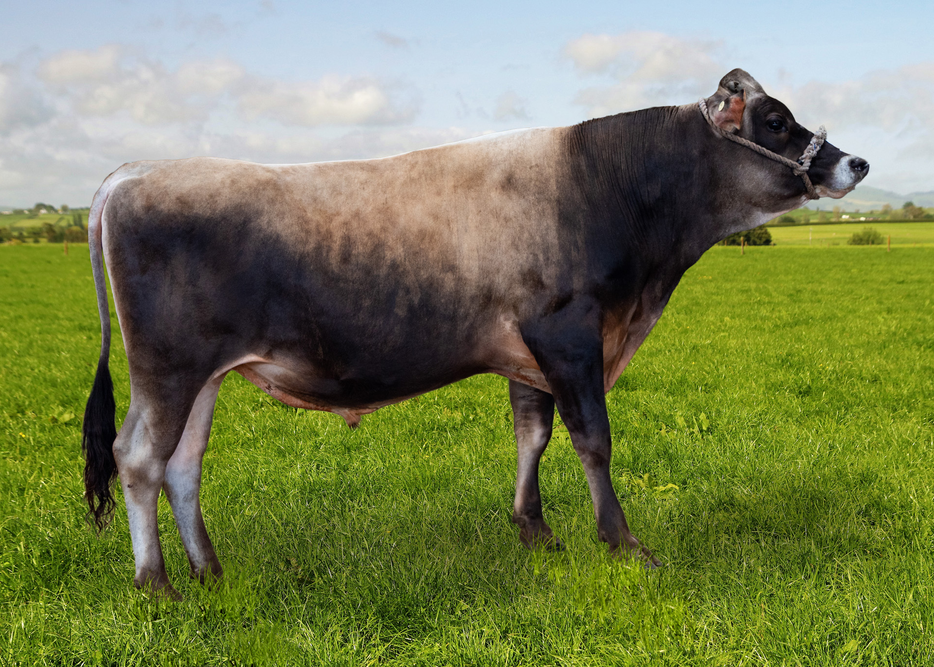 324514 ELLISON GMAN ASHWICK