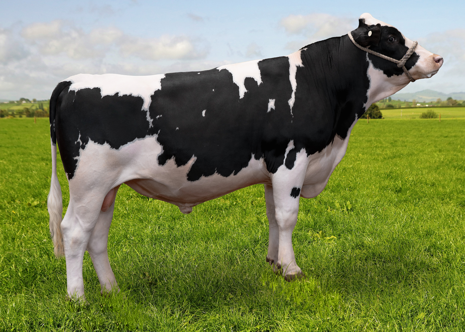 125531 LOVELOCKS BB AZUL RF-ET S1F.