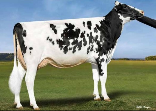 Ladys-Manor Huey Oohm-ET EX-91 DOM, Dam of Oval