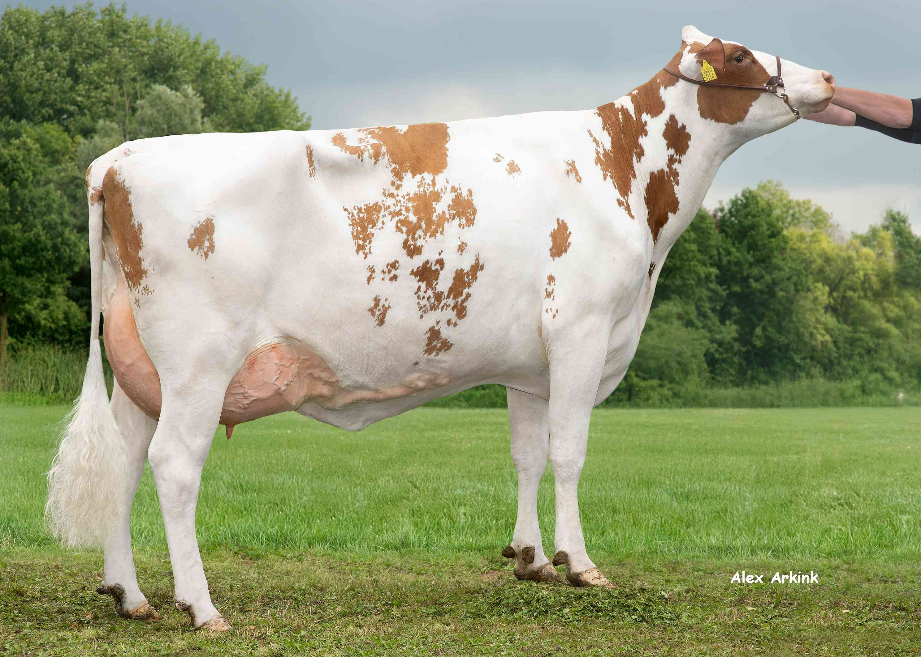 Jodieke PP Red (dam of Bridge P) owner: Barendonk Holsteins VOF, Beers (Nb)