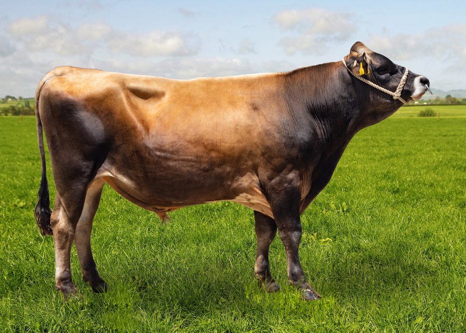 PURIRI TRIGG SNOOKER JG