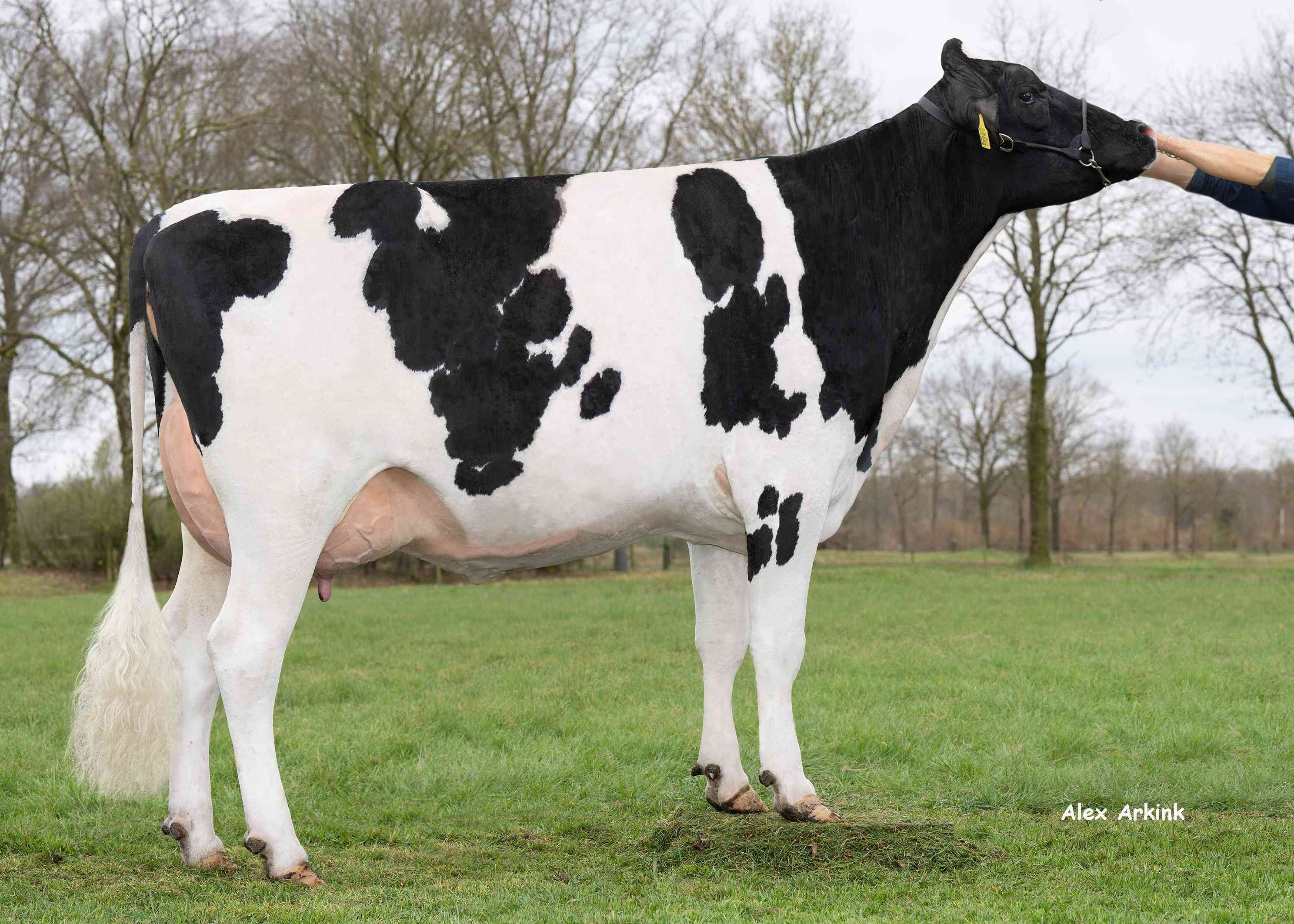 Sterksel Simone 3 PP (halfzus moeder Simson) eig.: Mts van Middelaar, Sterksel