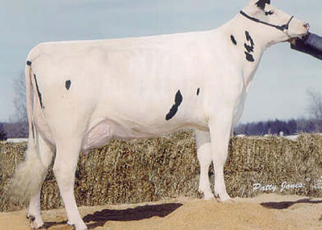 Poly-Kow Winchestr Bobbi-ET EX-91 GMD DOM, 11th Dam of Gusto
