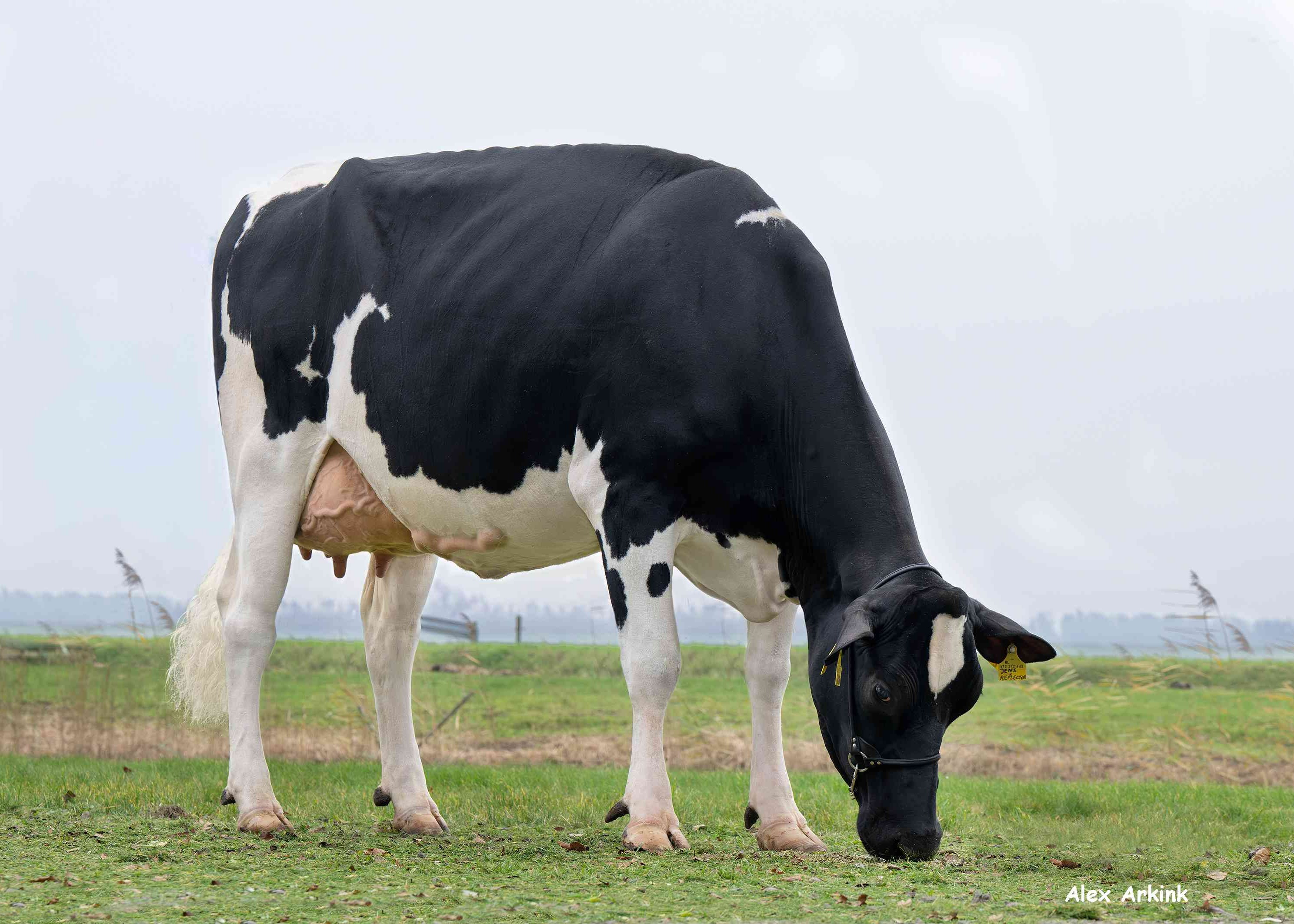 Irene 162 (v: Jens, 2e kalfs)  eig.: Biostee De Wit, Strijen