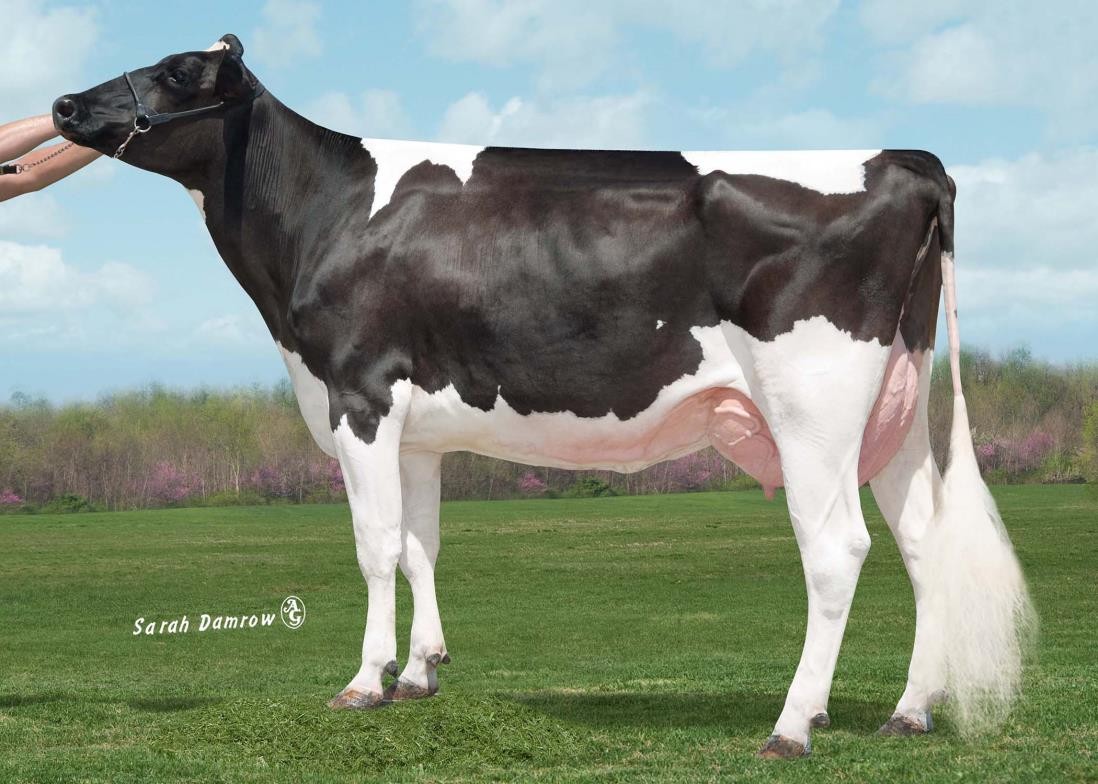 Sully Planet Manitoba-ET DOM, 7th Dam of Tease