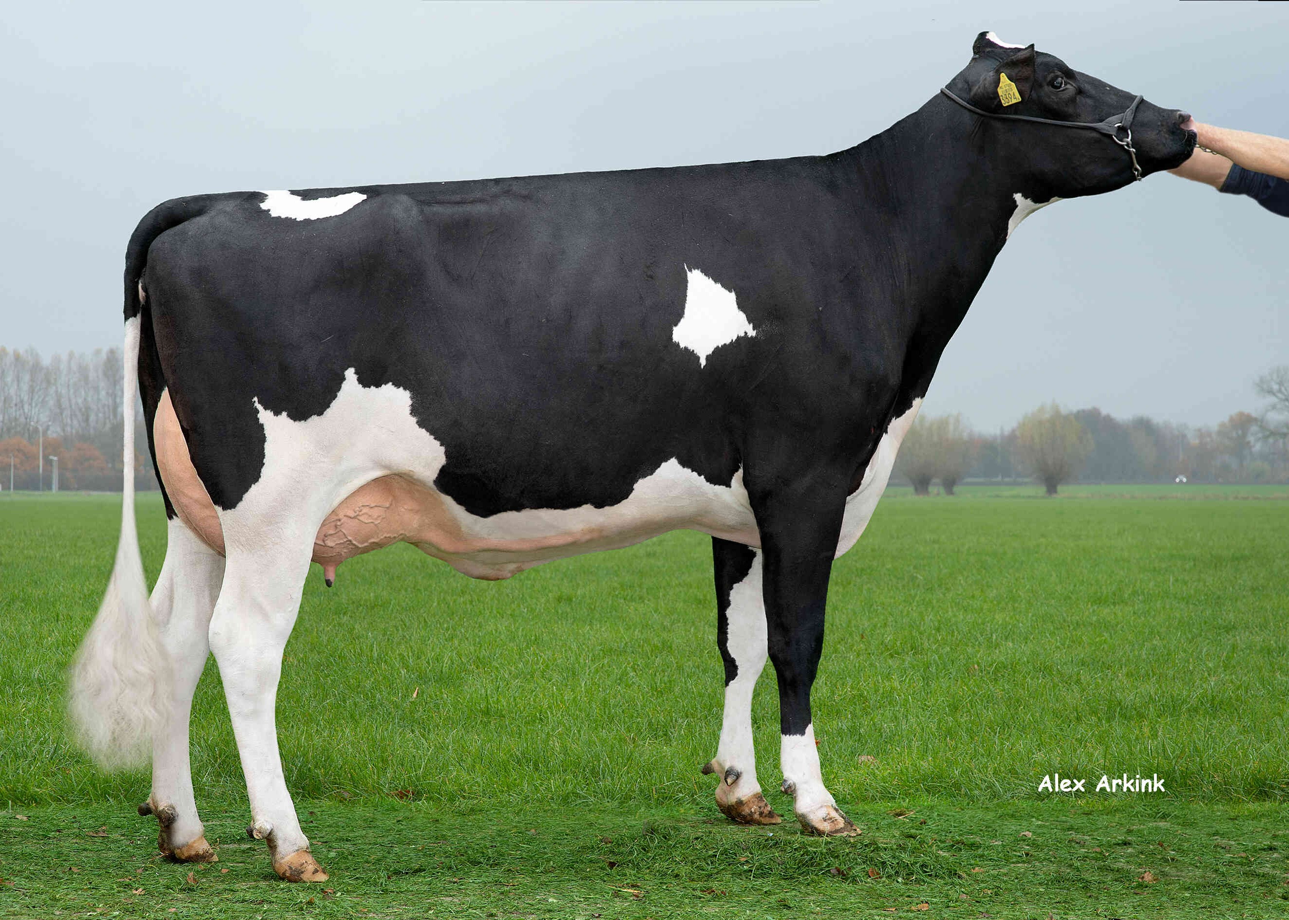 Delta Pavana (grootmoeder Hipster P RF) eig.: Melkveehouderij Van Gastel, Nispen