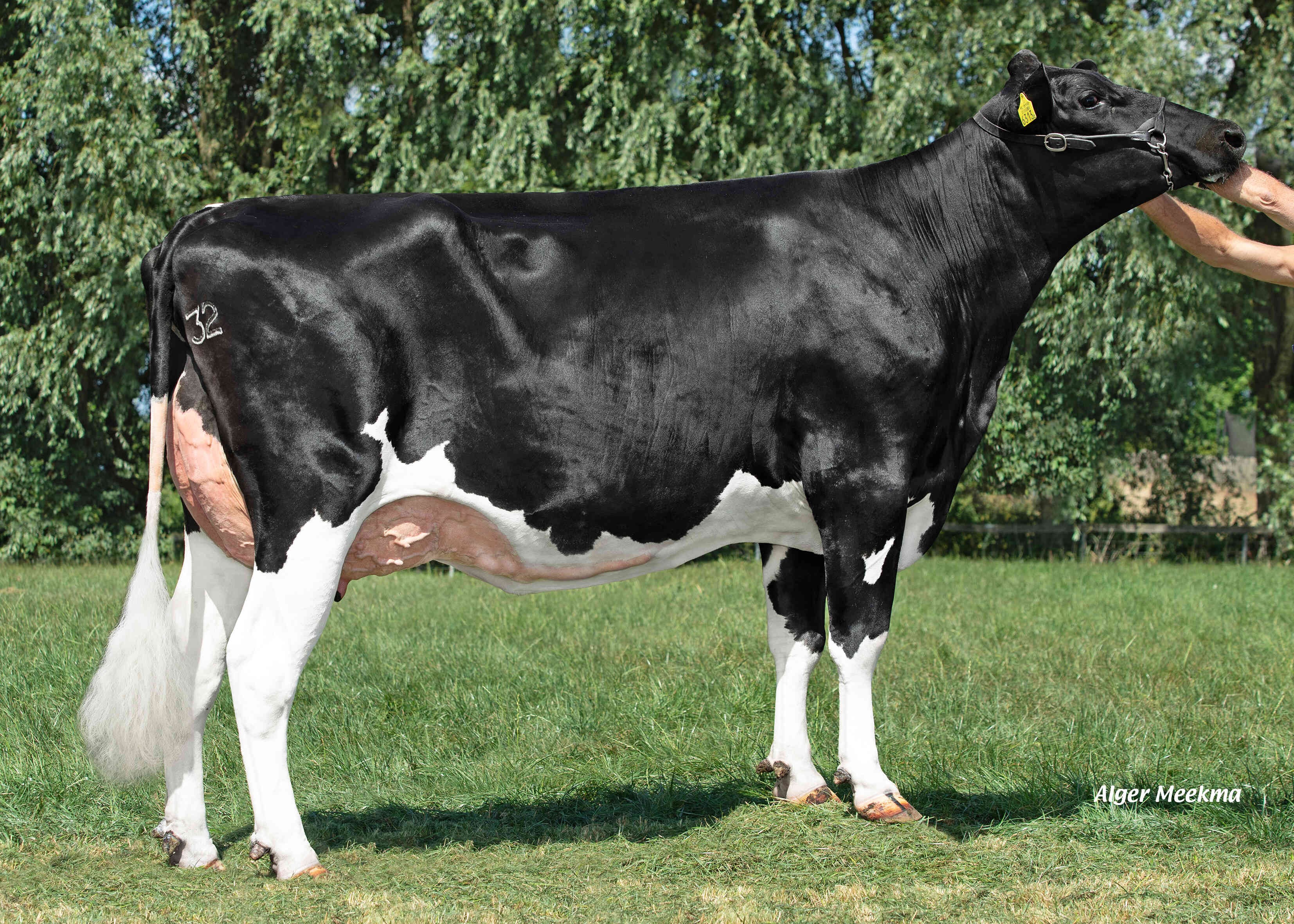 Delta Jaw (s. Appetizer RC) owner: Melkveebedrijf van Berkum, Elahuizen