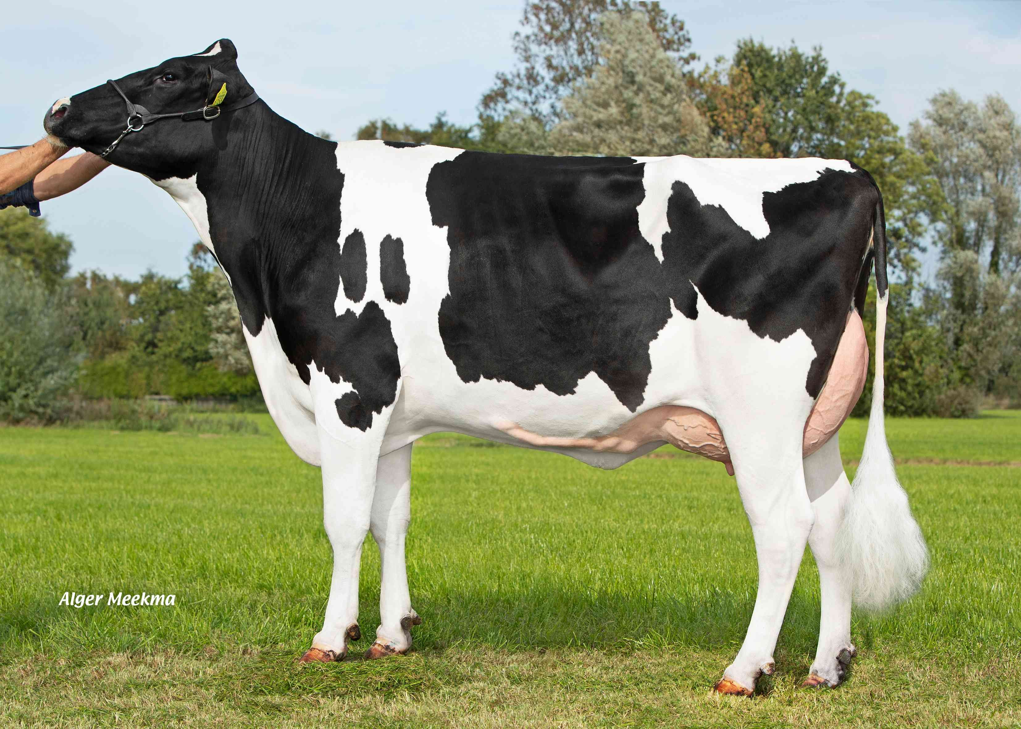 Delta Vayenna (dam of Pivotal PP) owner: Melkveebedrijf van Berkum, Elahuizen