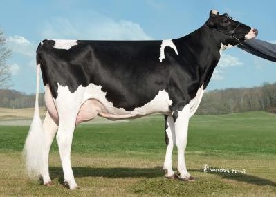 J-Mor Man-O-Man Honey-ET VG-88 DOM, 7th Dam of Hotjava