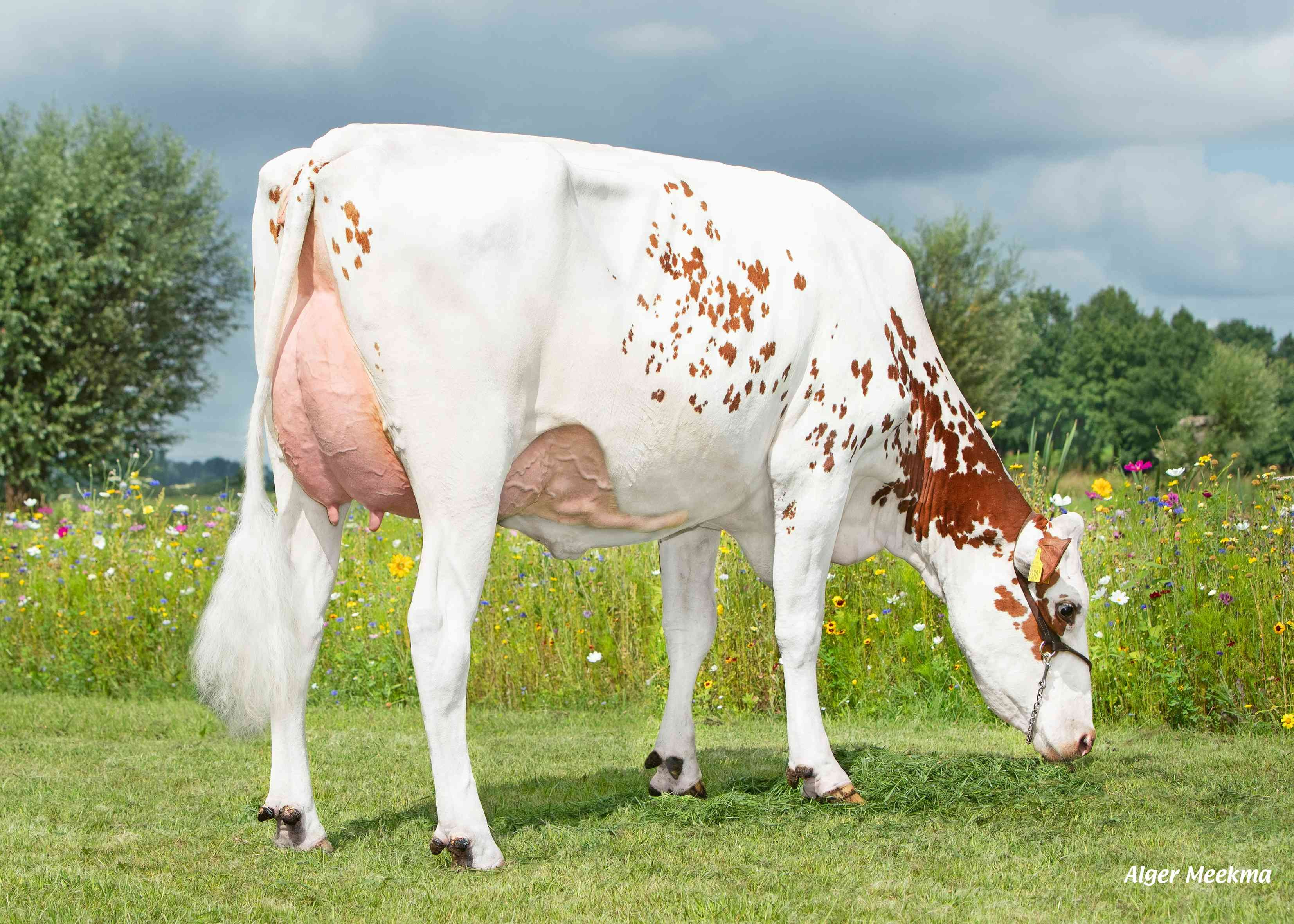Poppe Kanu 2370 P (v: Freestyle) eig.: Melkveebedrijf Poppe Herfte, Zwolle