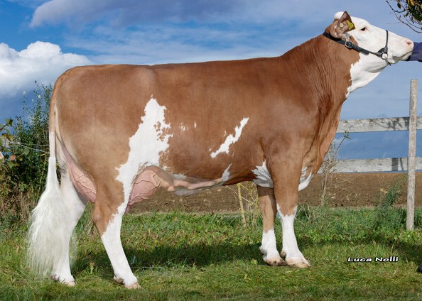 Lavita, dam of Vils. 1st calf. Schürer-Hammon GbR, Oettingen