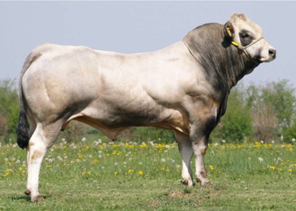 Escalon (Buio x Oslo)