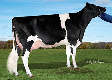 Cookiecutter Jacey Hacey VG-87, 4th dam of Highstakes