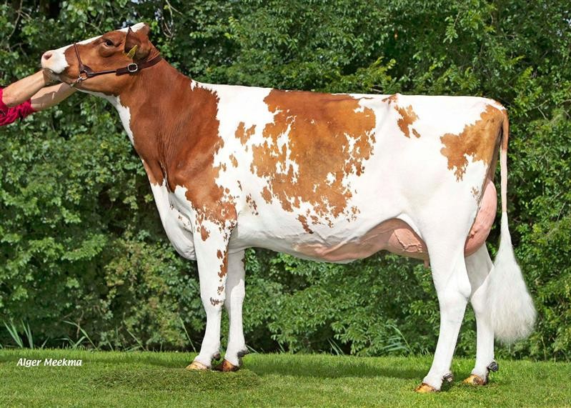 Koepon Ranger Doma 58 Red (s. Oh Ranger Red-ET), dam of Real Life. Owner:  Mts Veebedrijf Koepon, Feerwerd