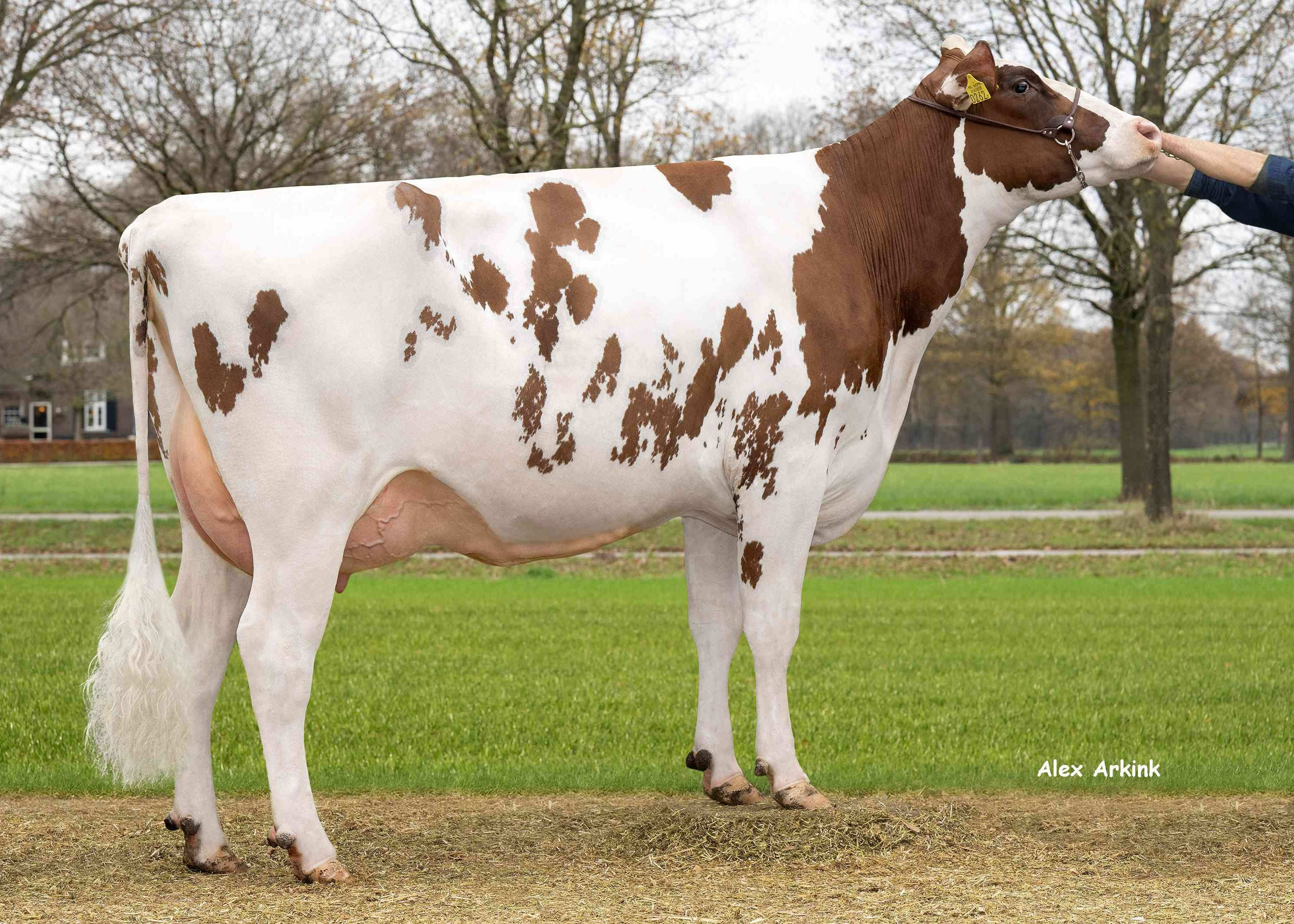 Delta Jalinde (s. Drone PP) owner: Barendonk Holsteins VOF, Beers NB