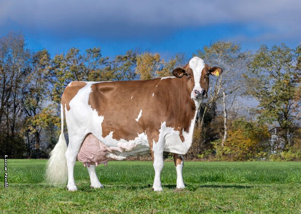 Bruni, greatgreat granddam von Halogen. 10th calf Georg Dinzenhofer, Raubling