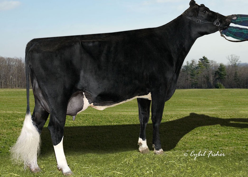 Welcome Ozzie Peya-ET EX-90 DOM, 7th Dam of Jingren