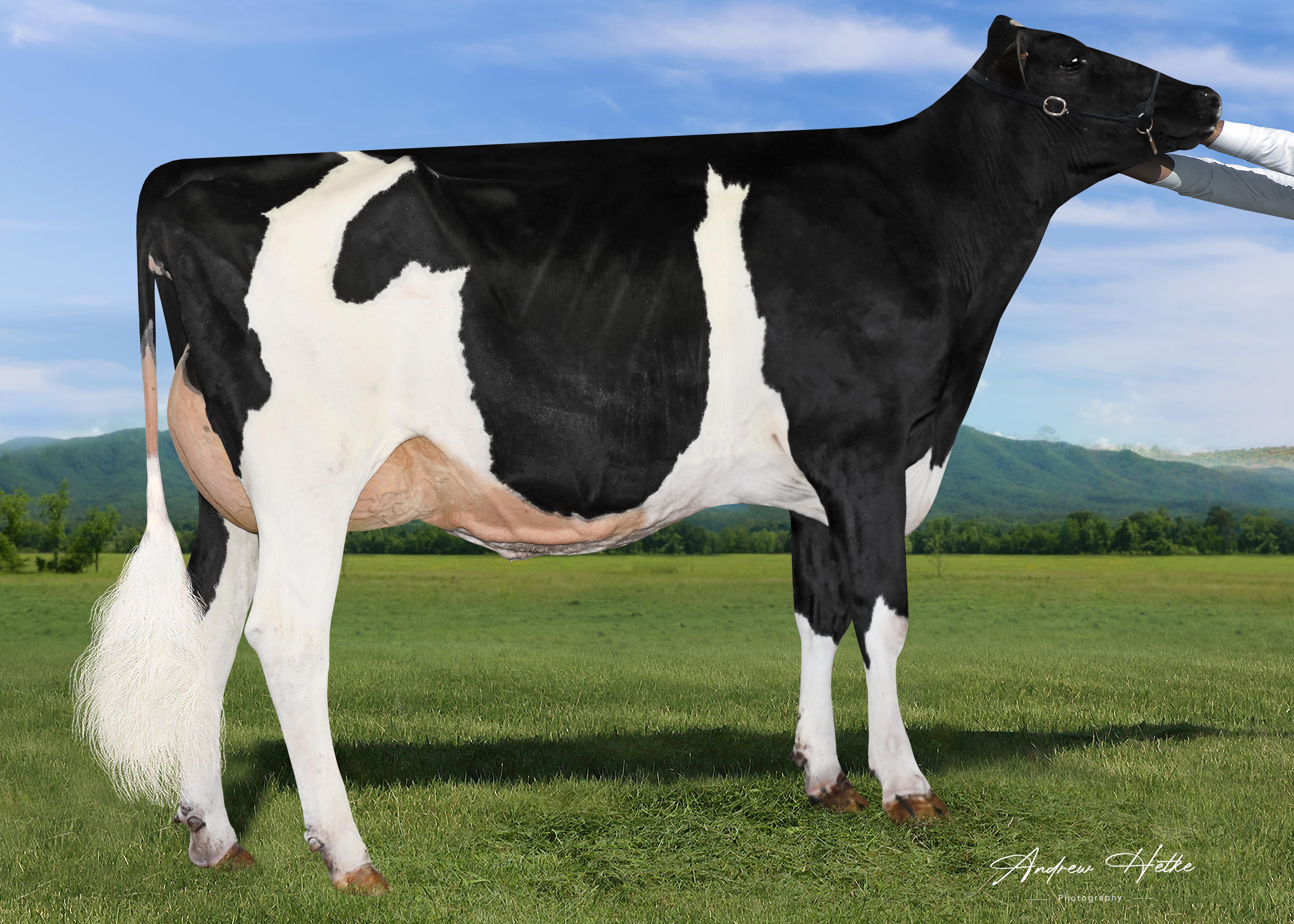 Terra-Calory Zazzl Jenney-ET EX-90, Full sister to Zuri 