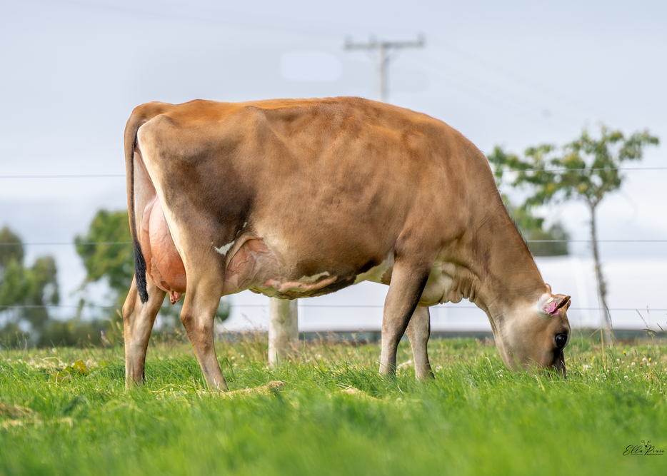 Daughter of Sire - #87 Waimumu Downs Ltd