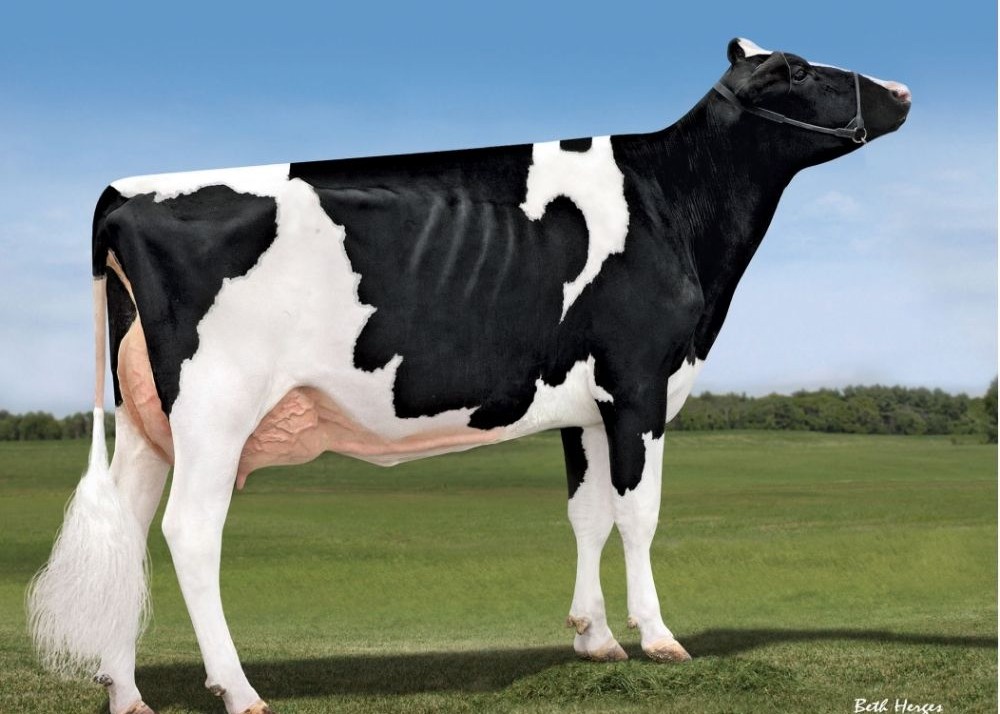 Peak Charm-ET VG-85, 4th Dam of Sortudo