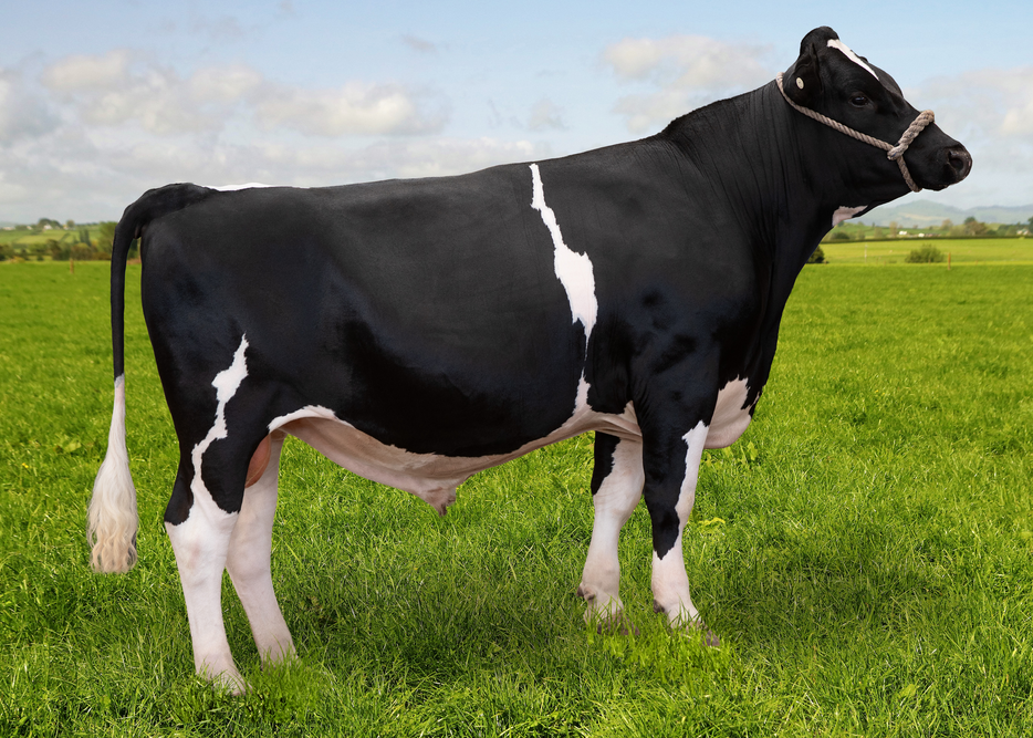 125529 BELLVIEW AL LACROSSE S2F