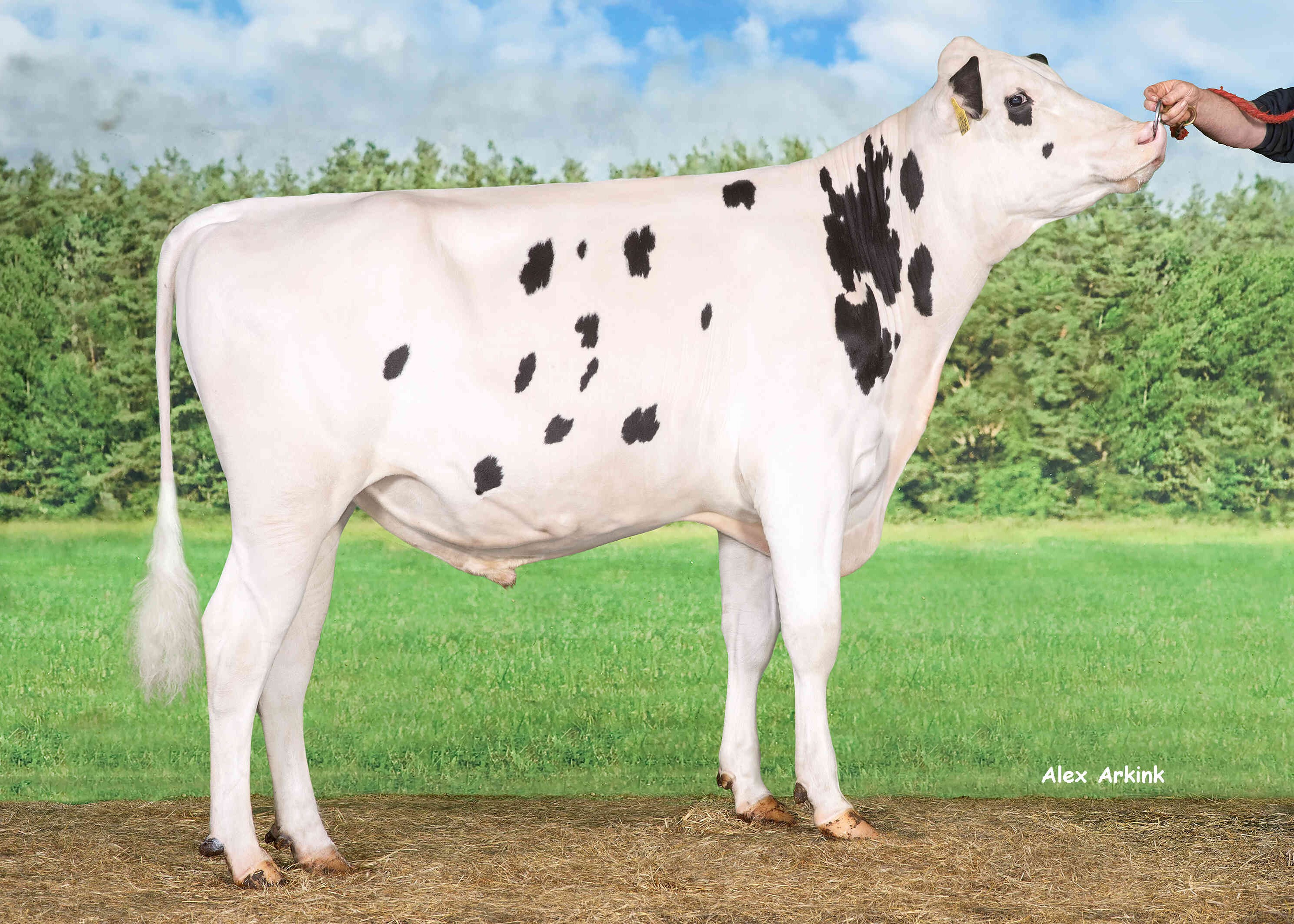 Bentehoek Rugby P RF