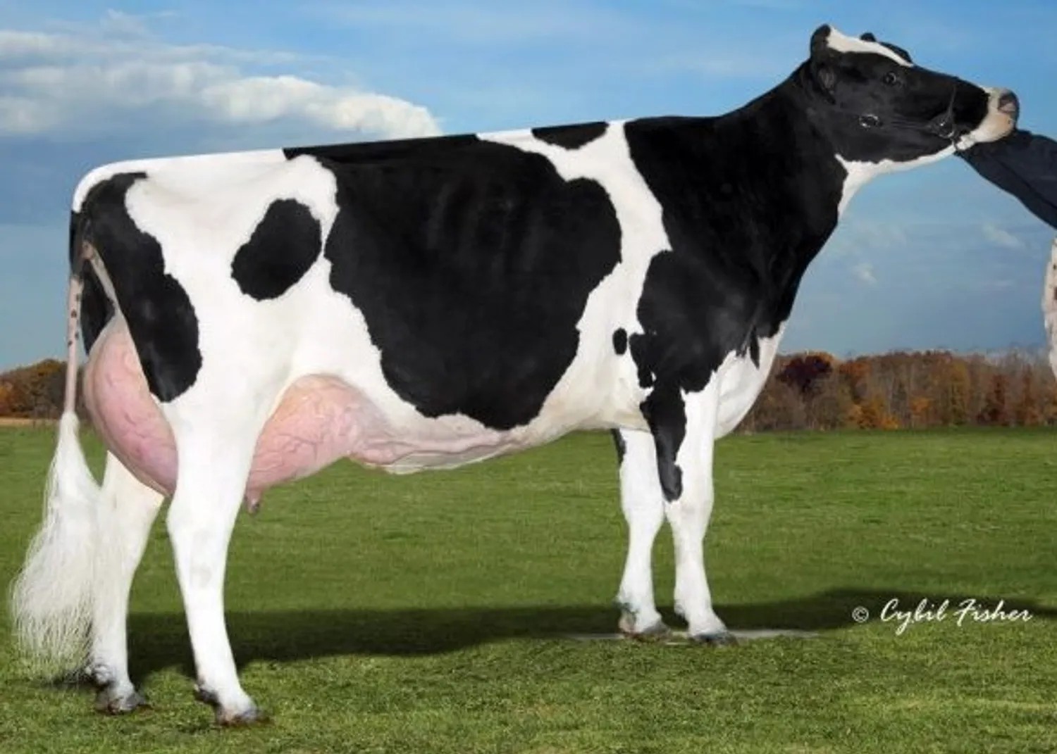 Cherry-Crest-Manoman-Roz-ET EX-91 (3de moeder van Lukaku)