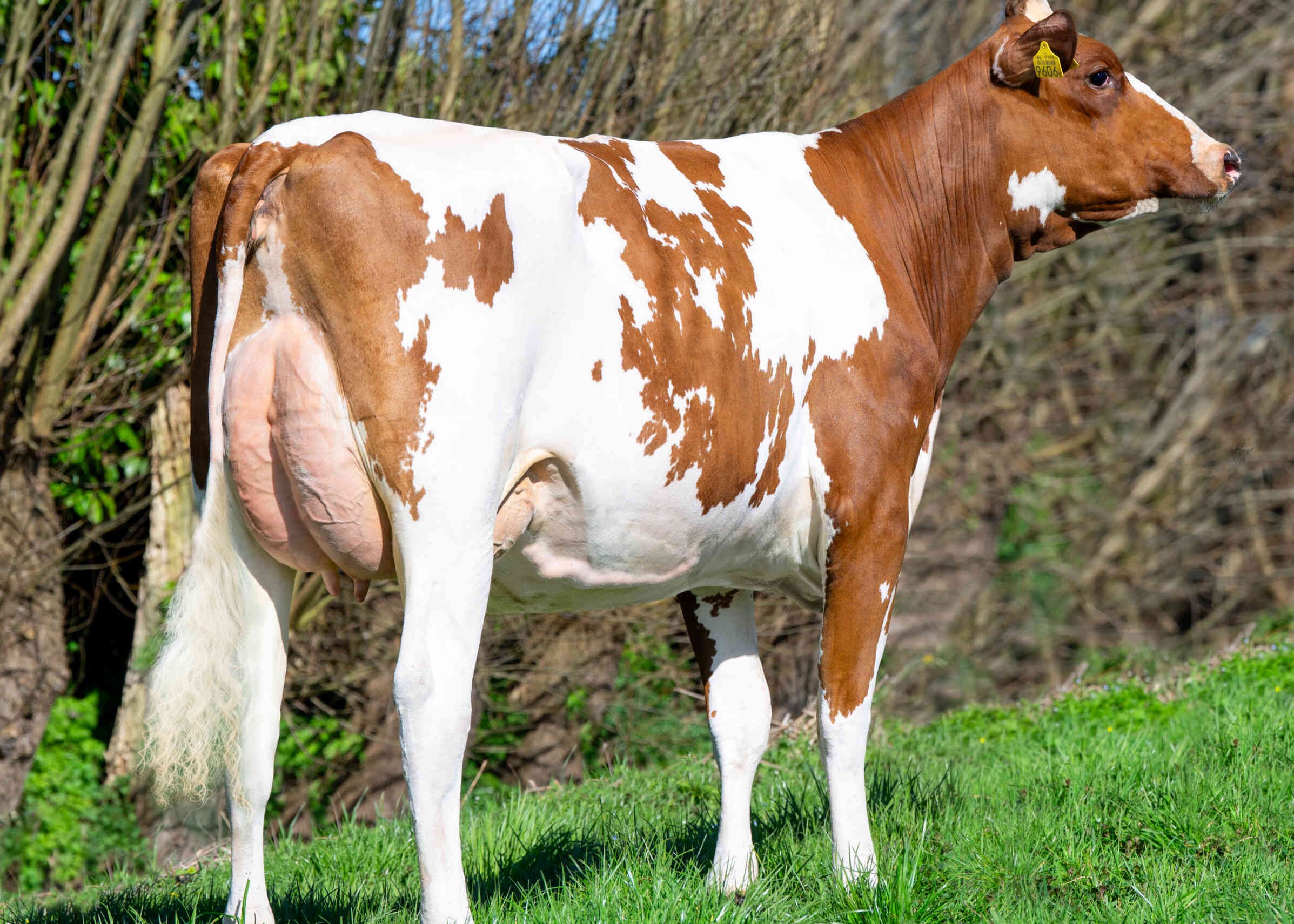 Evelien 179 (v: Emoji P) eig.: J.J. & B. Oosthoek, Schipluiden