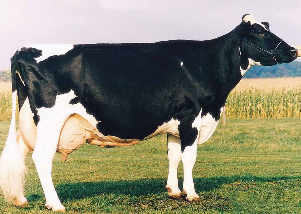 Prices Melwood Betsy-ET EX-91 GMD DOM, 14th Dam of Gusto