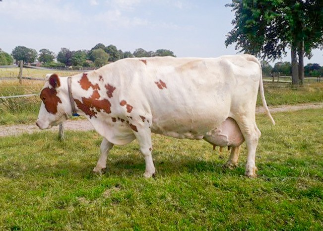 Roza 25 (moeder Stimulans) eig.: Melkveebedrijf Nijzink, Wierden