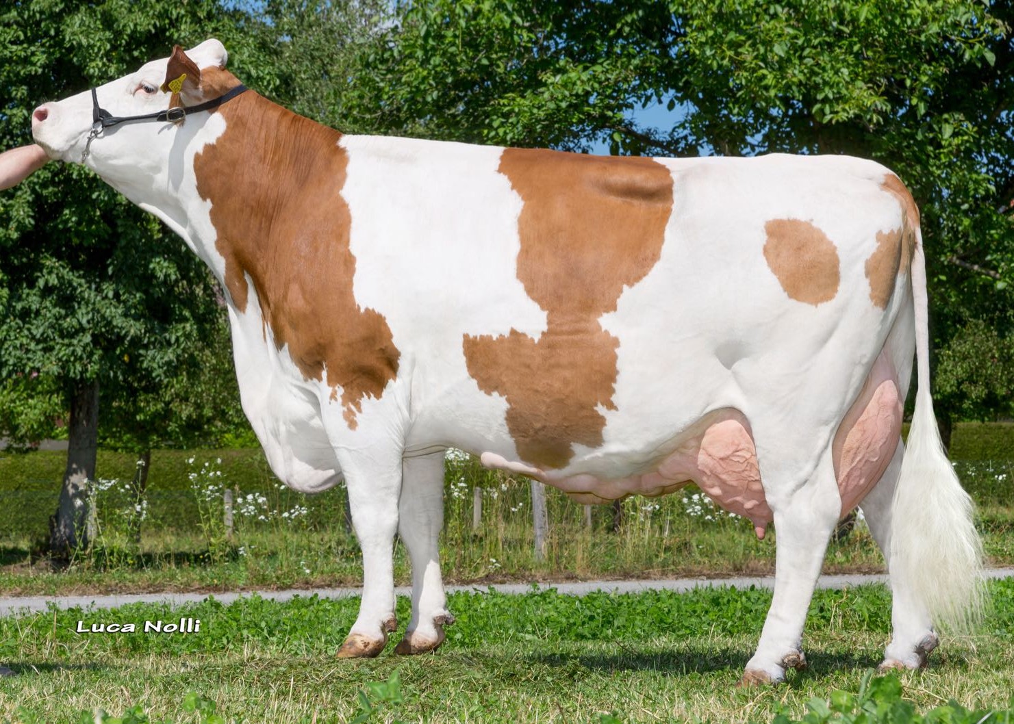 Wirtin, 3rd dam of Herry, owner. Niedermair Hubert, Feldkirchen-Westerham