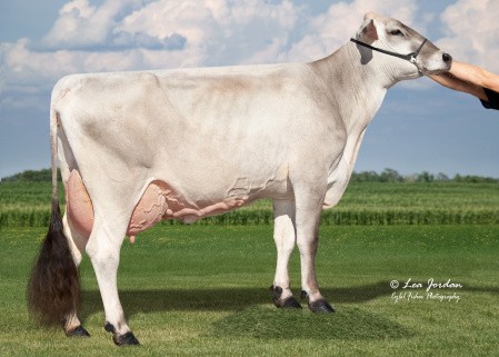 Moeder van Crazy Man (2de lac. 87AV. 11.296 kg met 4.40%v en 3,60%e)